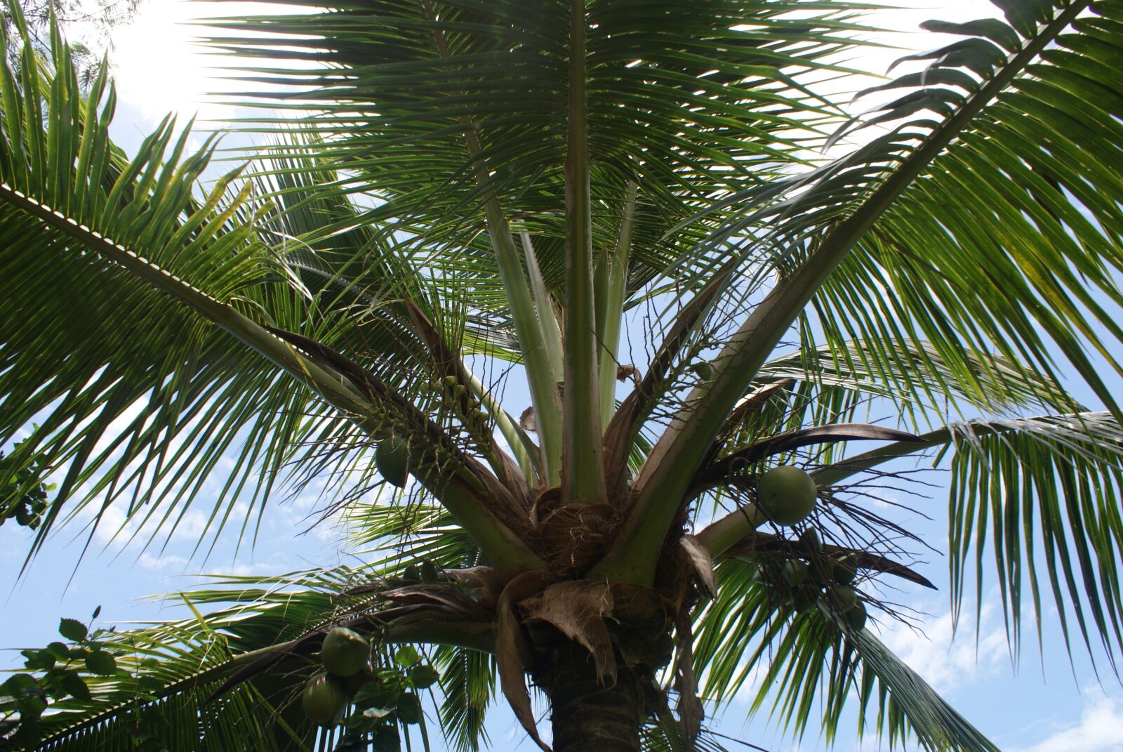 Sony Alpha DSLR-A200 sample photo. Palm, tropical, summer photography