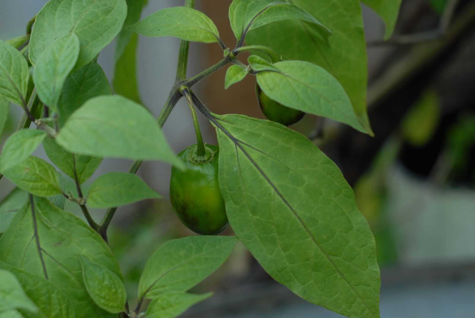 Nikon D200 sample photo. Green chile, vegetable, nature photography