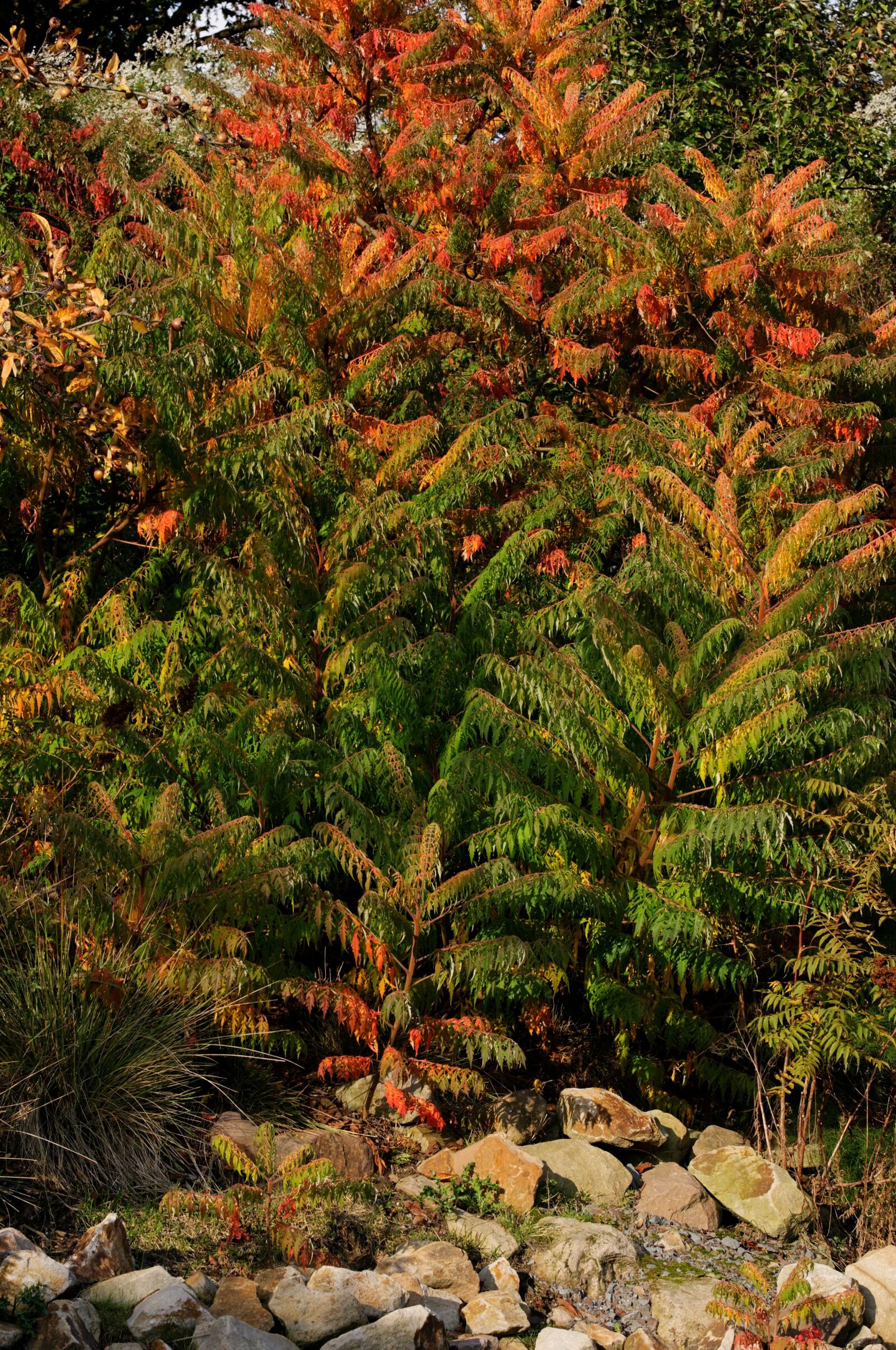 Nikon D300 sample photo. Plant, shrubs, autumn photography