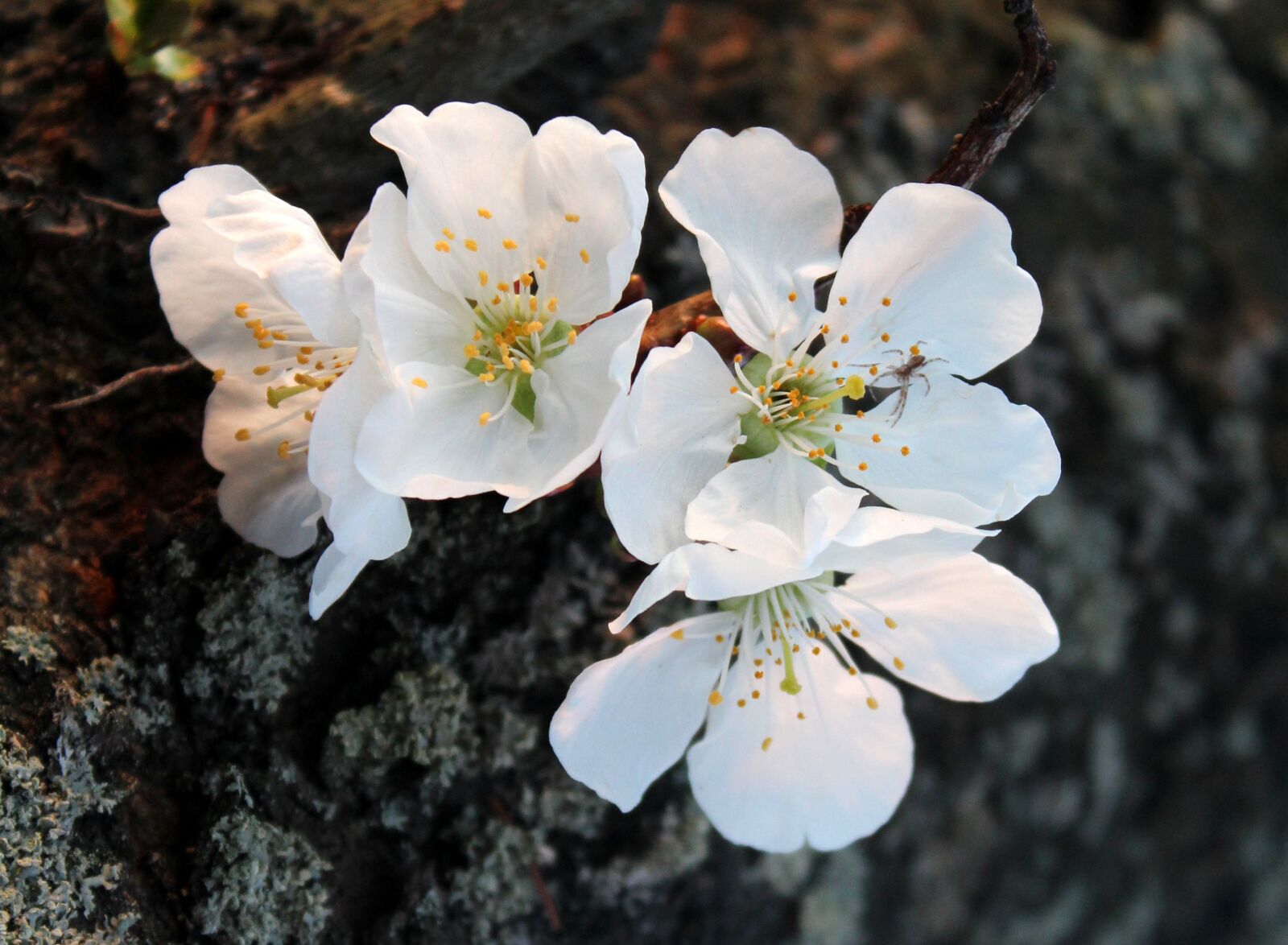 Canon EOS 1200D (EOS Rebel T5 / EOS Kiss X70 / EOS Hi) sample photo. Cherry, sad, flowering trees photography