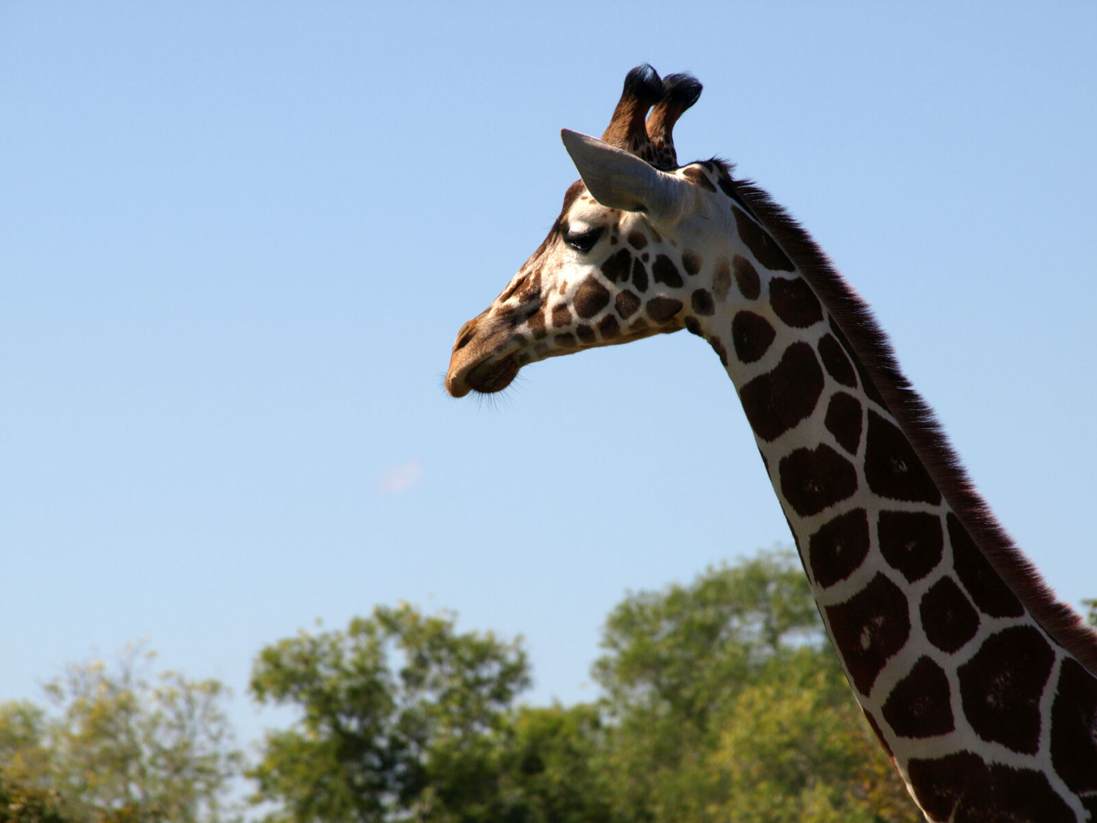 Olympus E-510 (EVOLT E-510) sample photo. Giraffe photography
