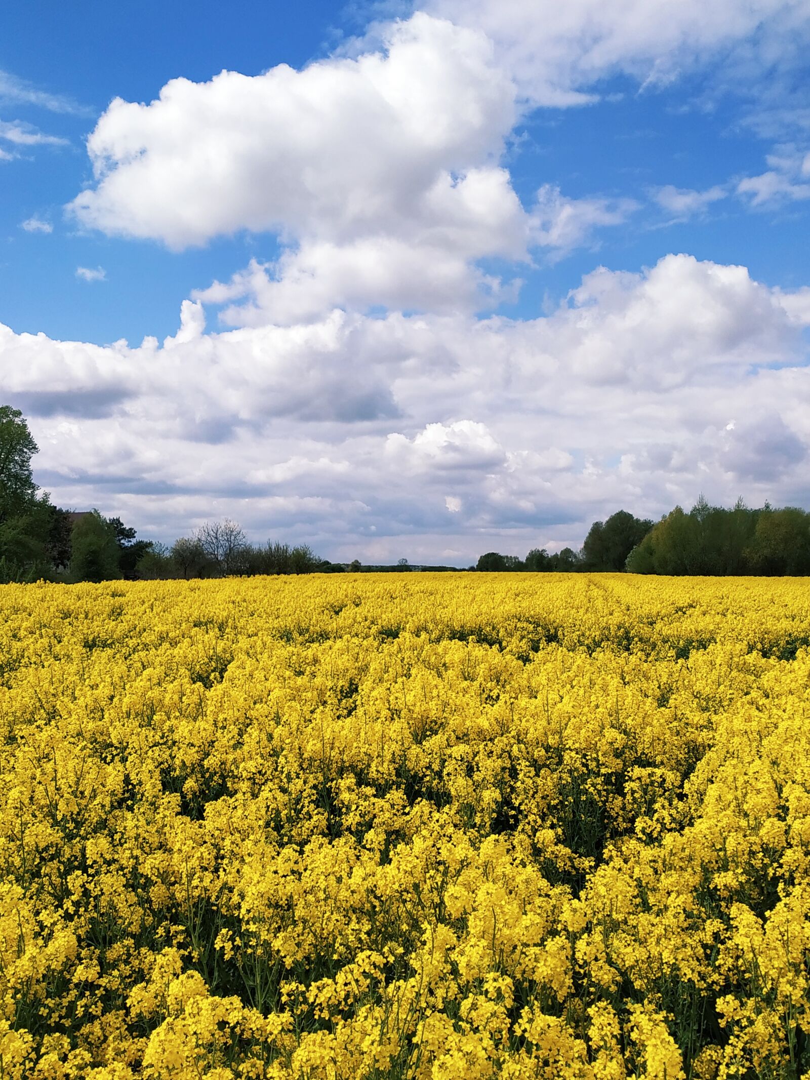 Xiaomi Redmi Note 6 Pro sample photo. View, rapeseed, sky photography