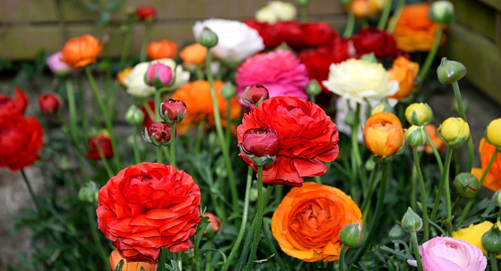 Nikon D3300 sample photo. Ranunkeln, flowers, spring photography