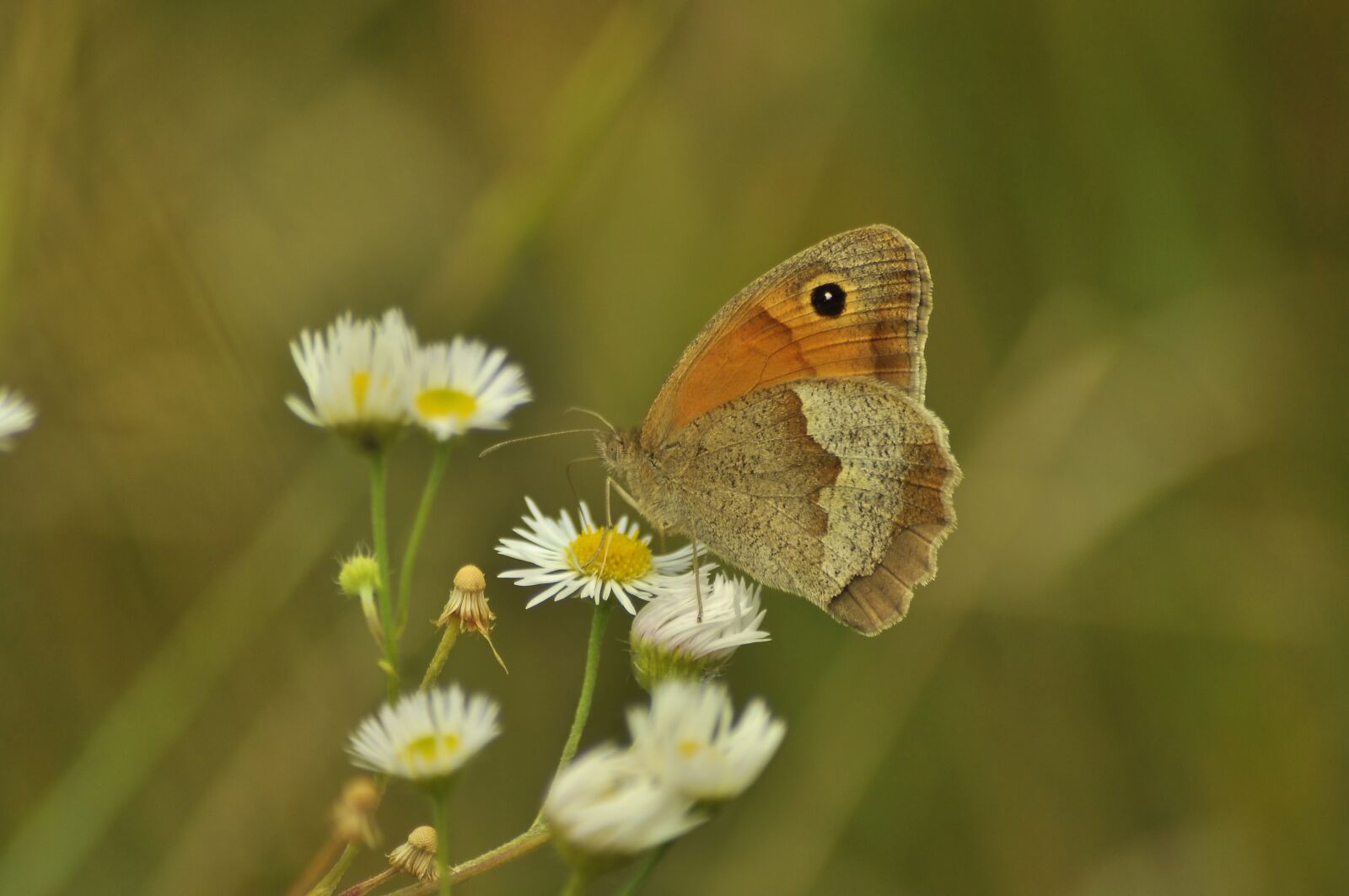 Nikon D90 sample photo. Butterfly, daisy, nature photography