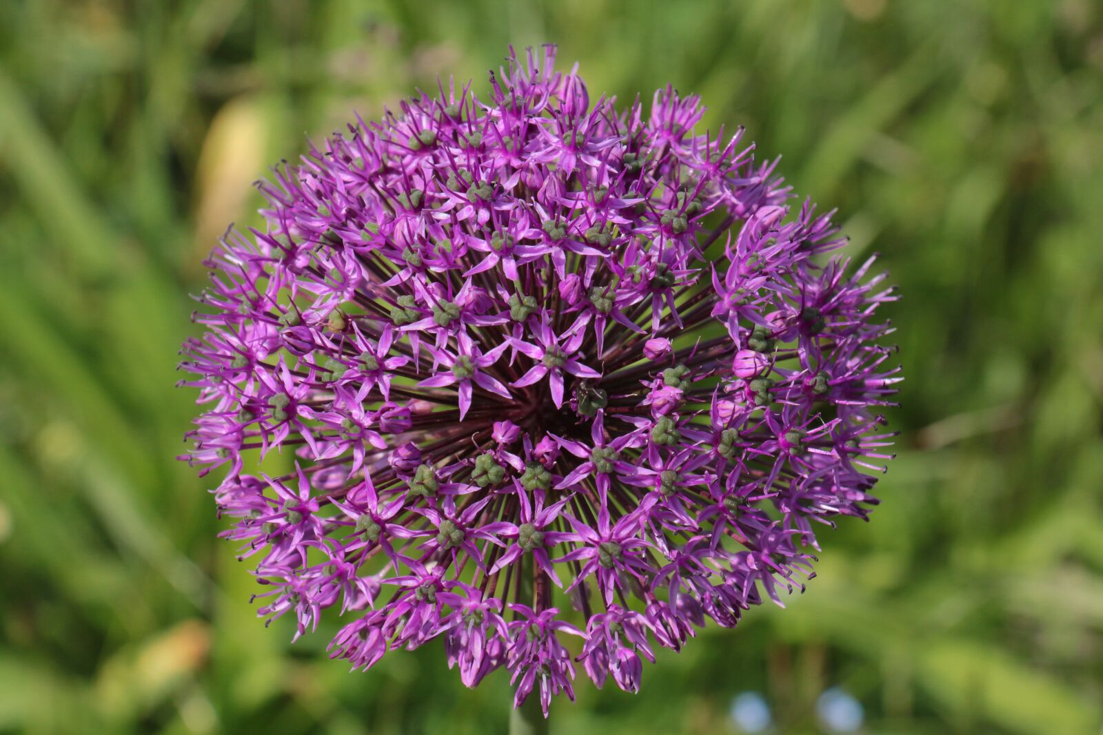 Canon EOS 700D (EOS Rebel T5i / EOS Kiss X7i) sample photo. Ornamental onion, purple, violet photography