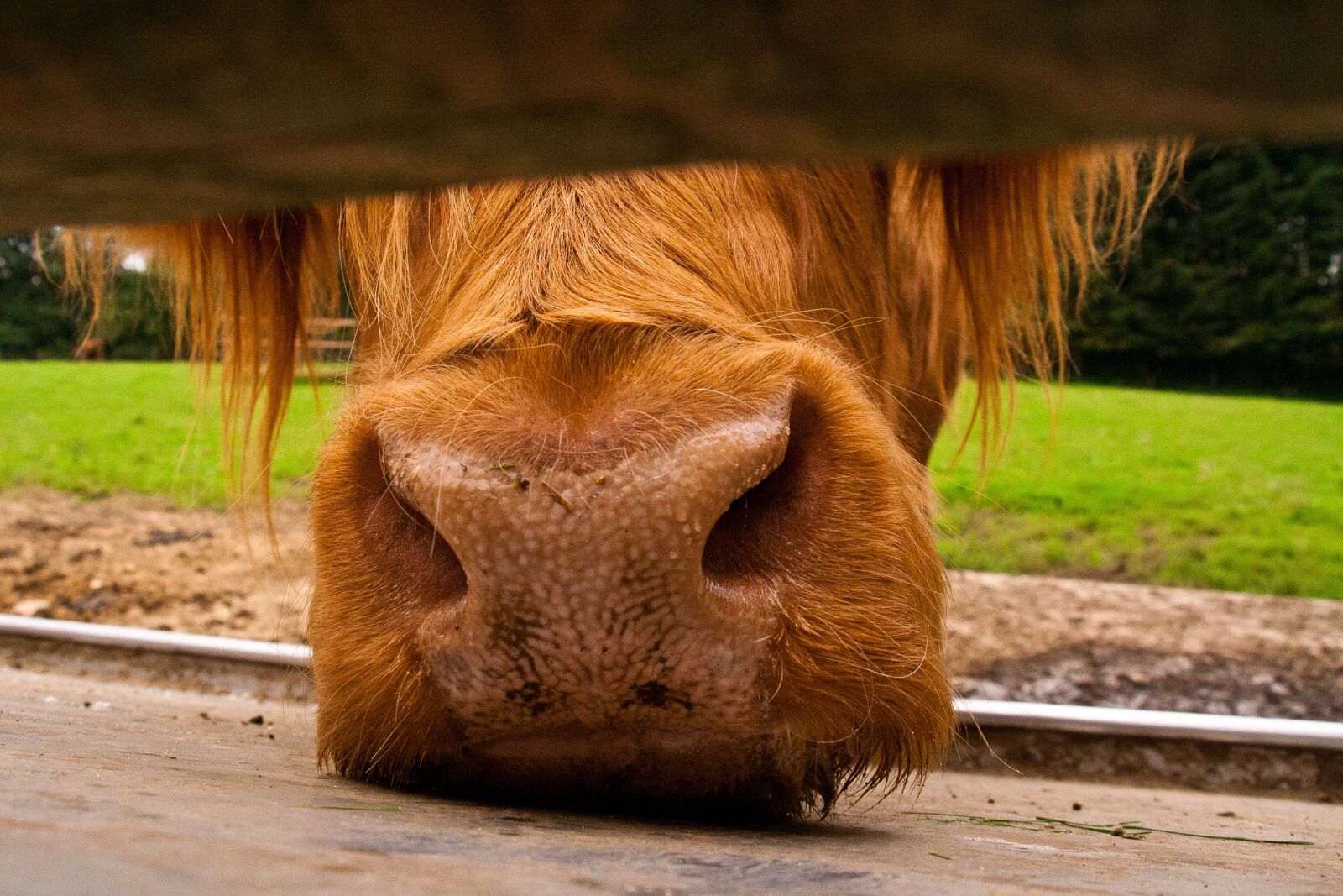 Canon EOS 350D (EOS Digital Rebel XT / EOS Kiss Digital N) sample photo. Cow, snout, animal photography