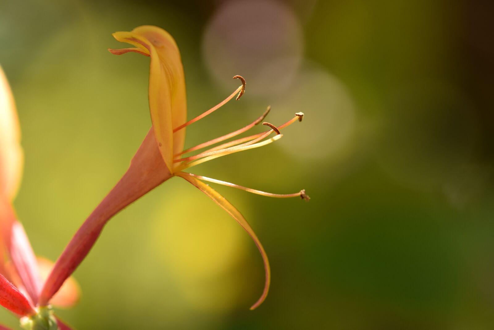 Nikon D5300 sample photo. Flower, plant, nature photography