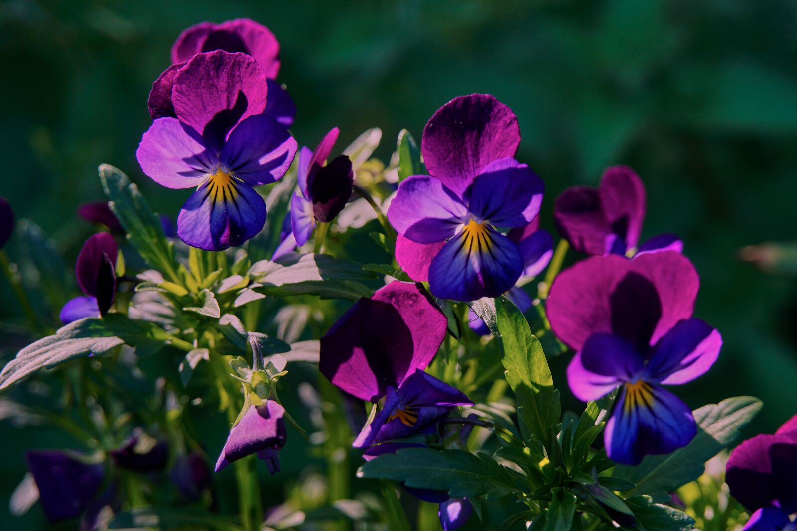 Sony a6000 sample photo. Violets garden, flowers, violet photography