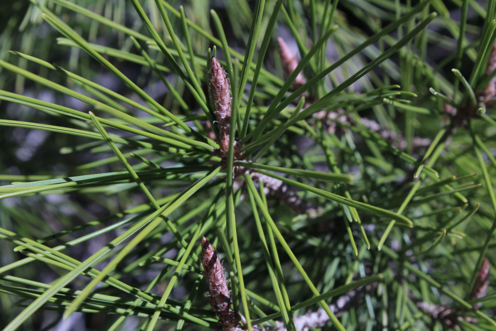 Canon EOS 600D (Rebel EOS T3i / EOS Kiss X5) sample photo. Pine, pine needles, tree photography