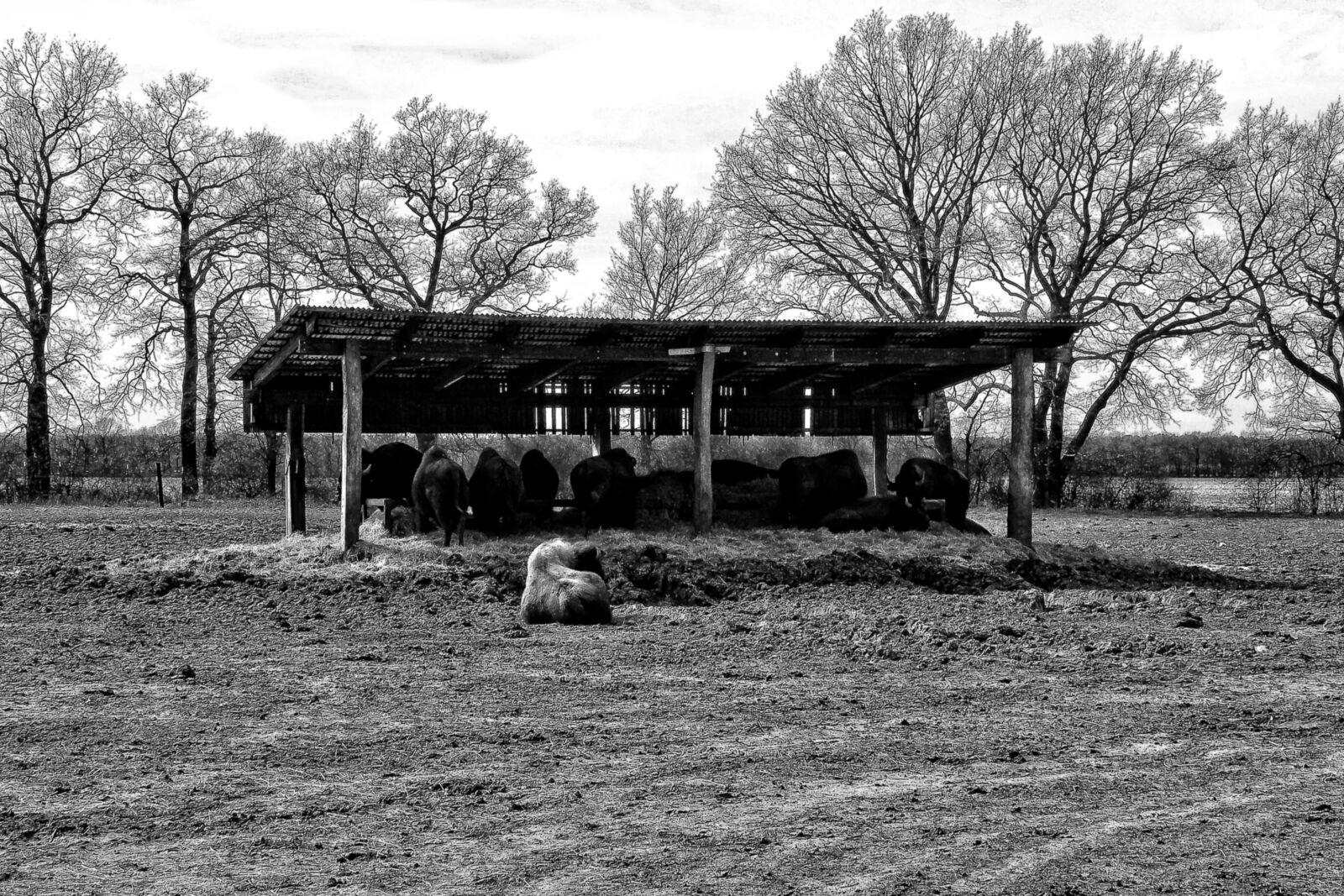 Nikon Coolpix P900 sample photo. Shelter, bisons, buffalo photography