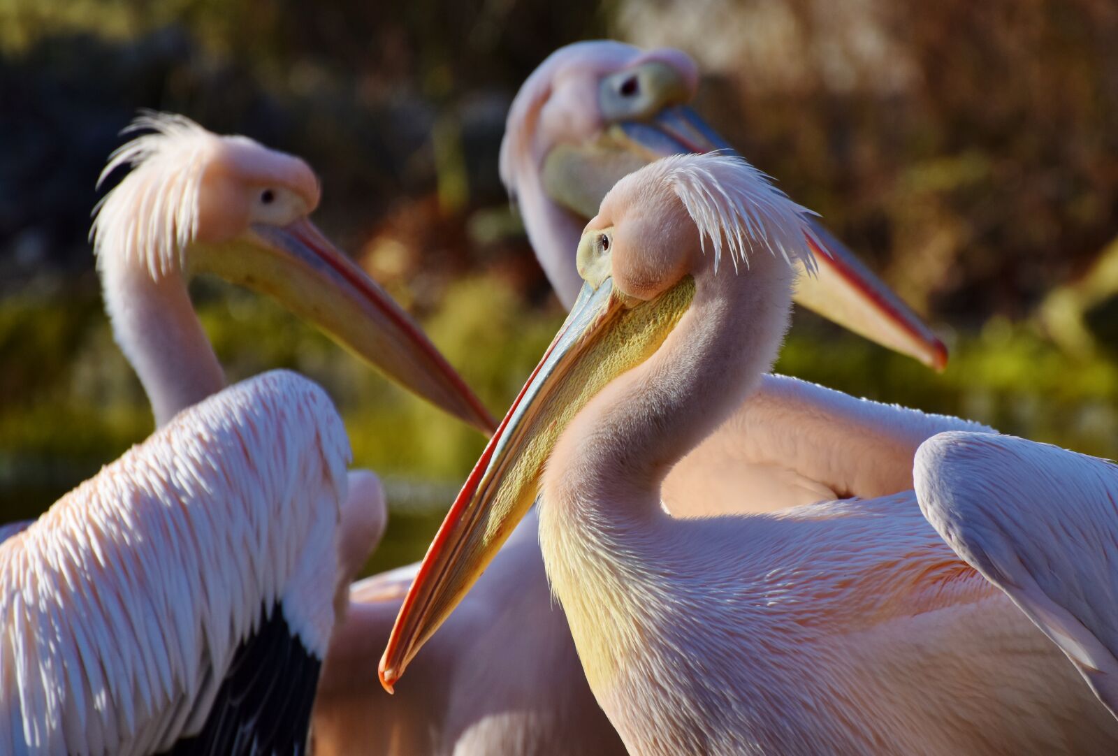 Nikon D7200 sample photo. Pelikan, water bird, pink photography