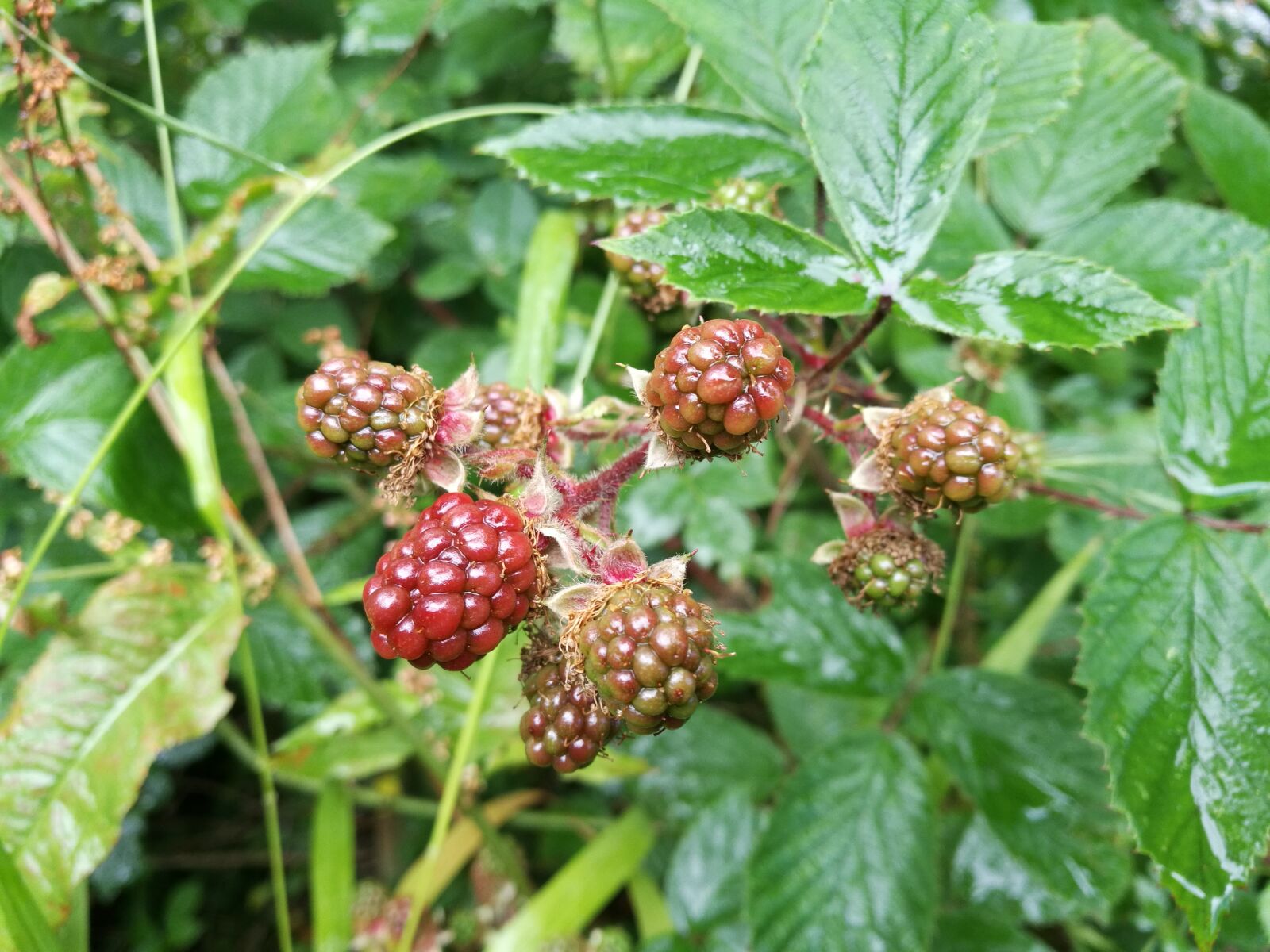 HUAWEI Honor 8 sample photo. Blackberries, red berries, brambles photography