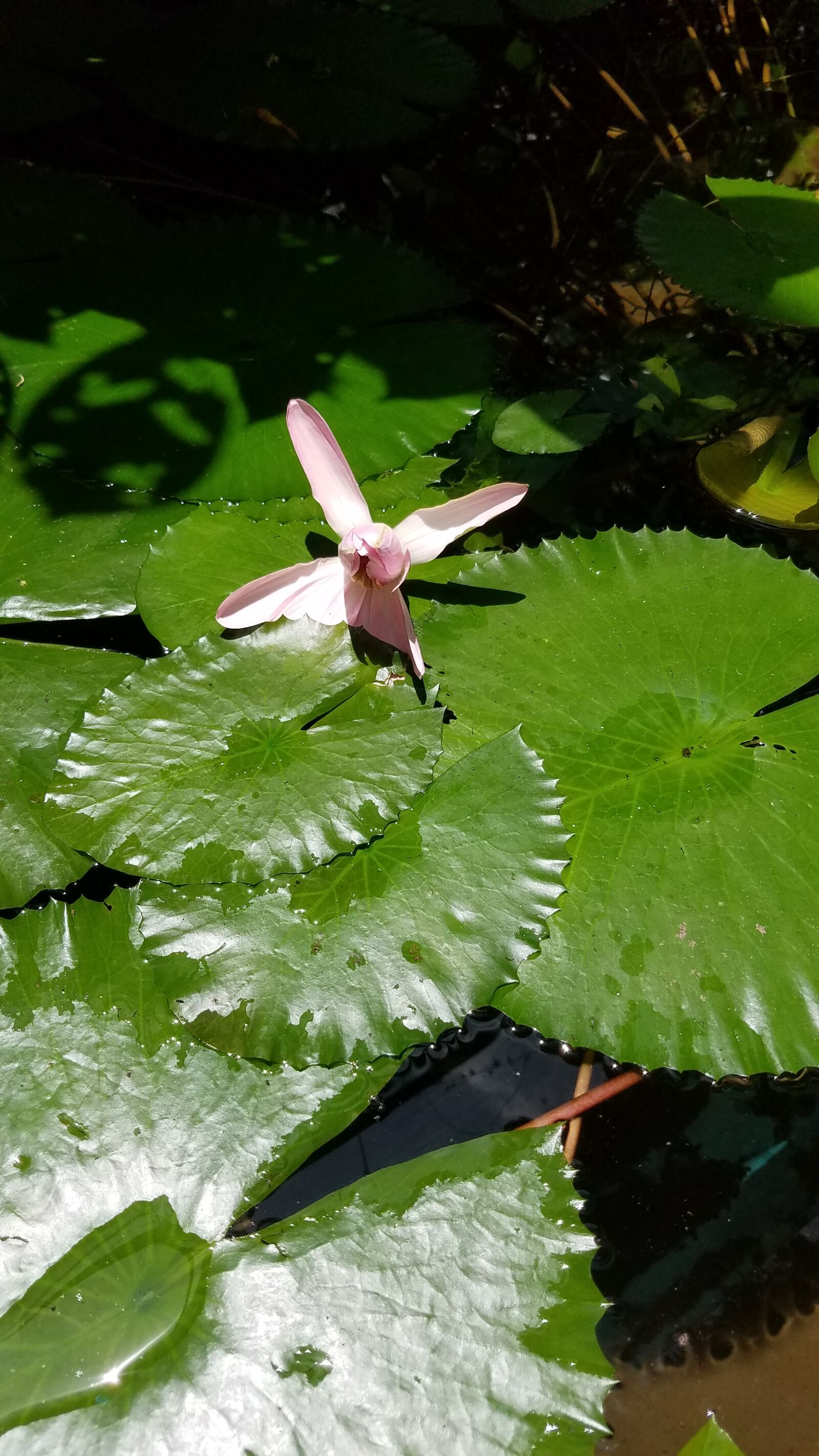 Samsung Galaxy S7 Active sample photo. Lily, blossom, nature photography