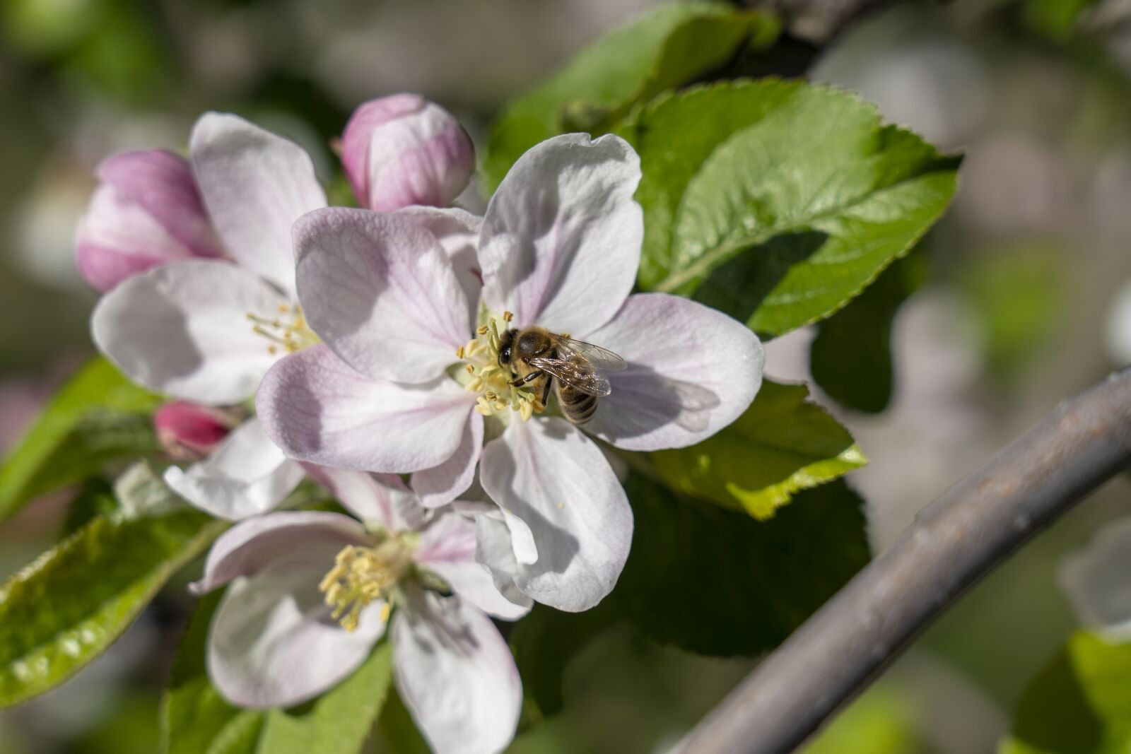 Sony FE 24-105mm F4 G OSS sample photo. Flowers, flower, nature photography