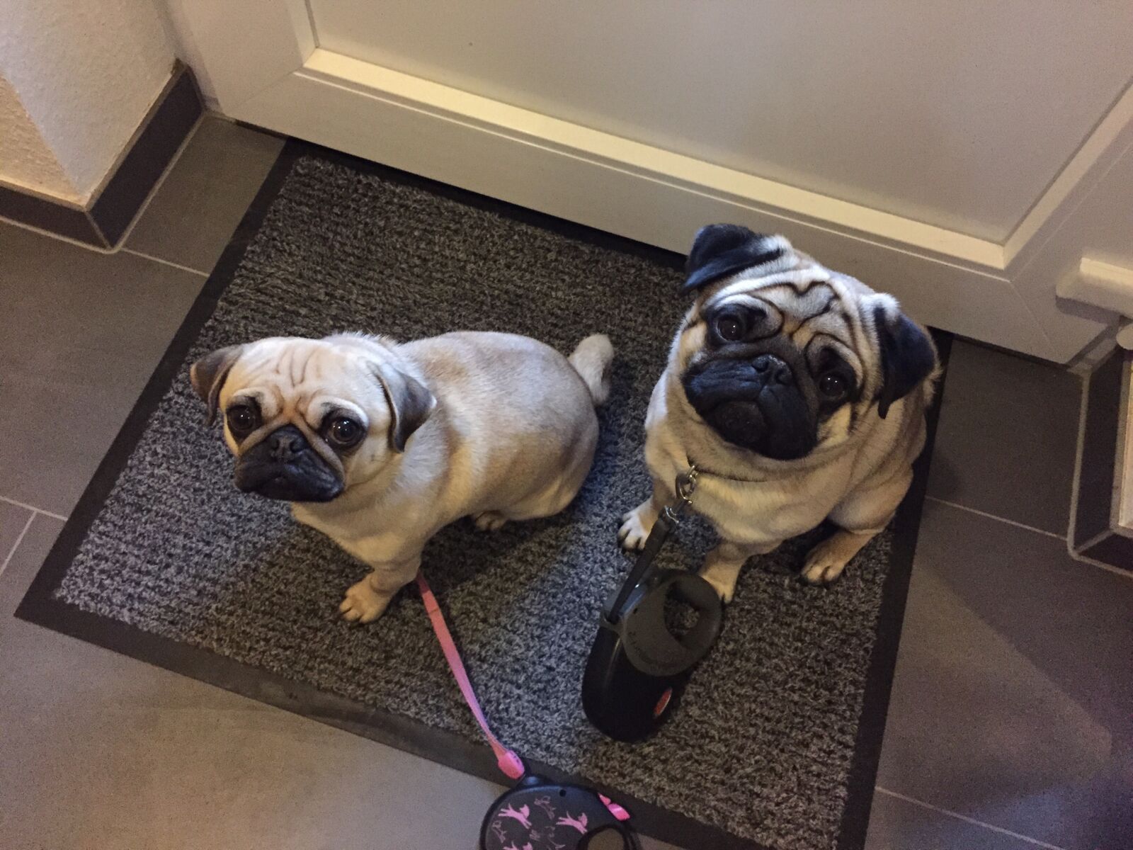 Apple iPhone 6 sample photo. Dog, pug photography