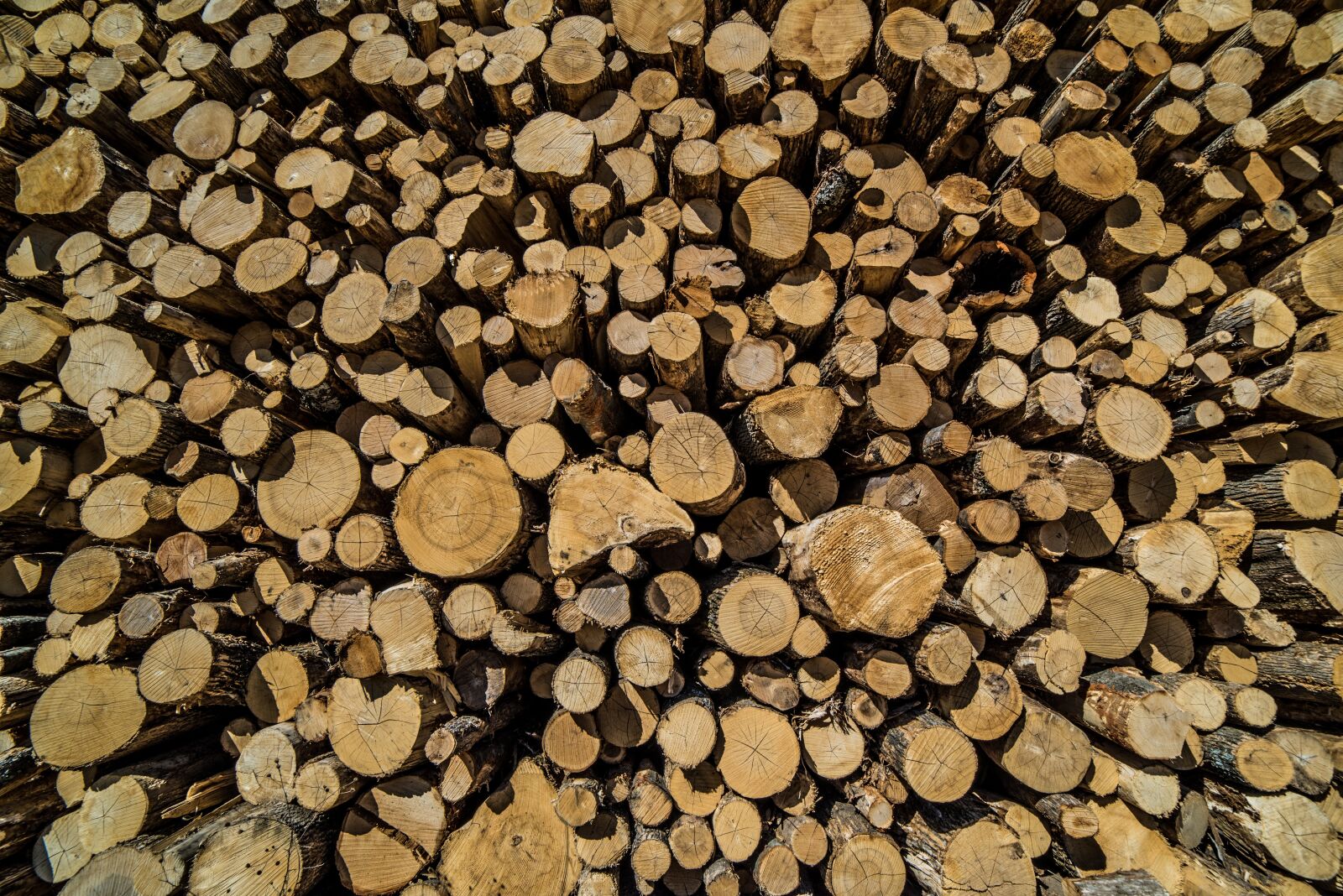 Nikon D810 sample photo. Wood, lumber, timber photography