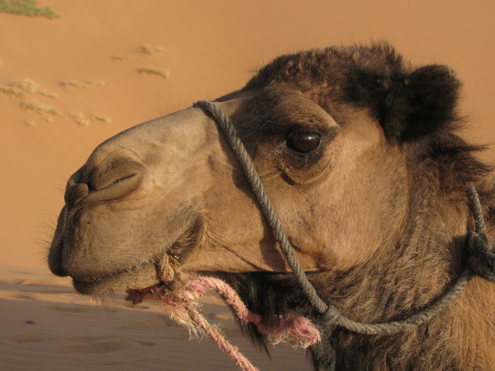 Canon PowerShot SX110 IS sample photo. Camel, mammal, animal photography