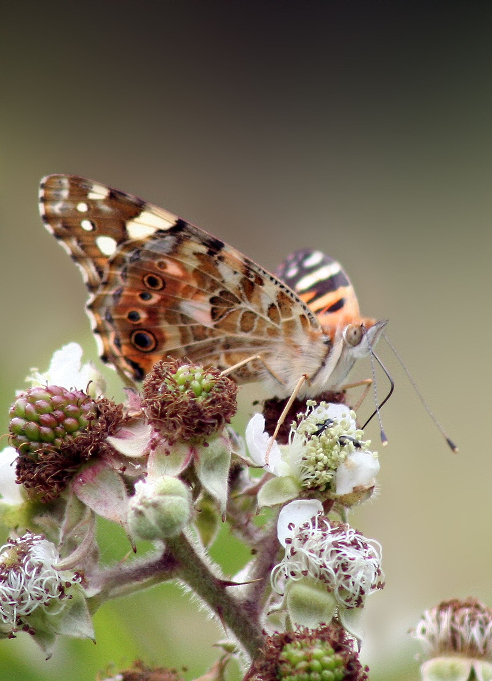 Canon EOS 350D (EOS Digital Rebel XT / EOS Kiss Digital N) sample photo. Butterfly, macro, wild raspberry photography