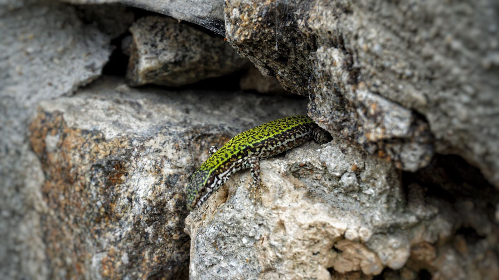 Sony a6000 sample photo. Nature, animal, lizard photography