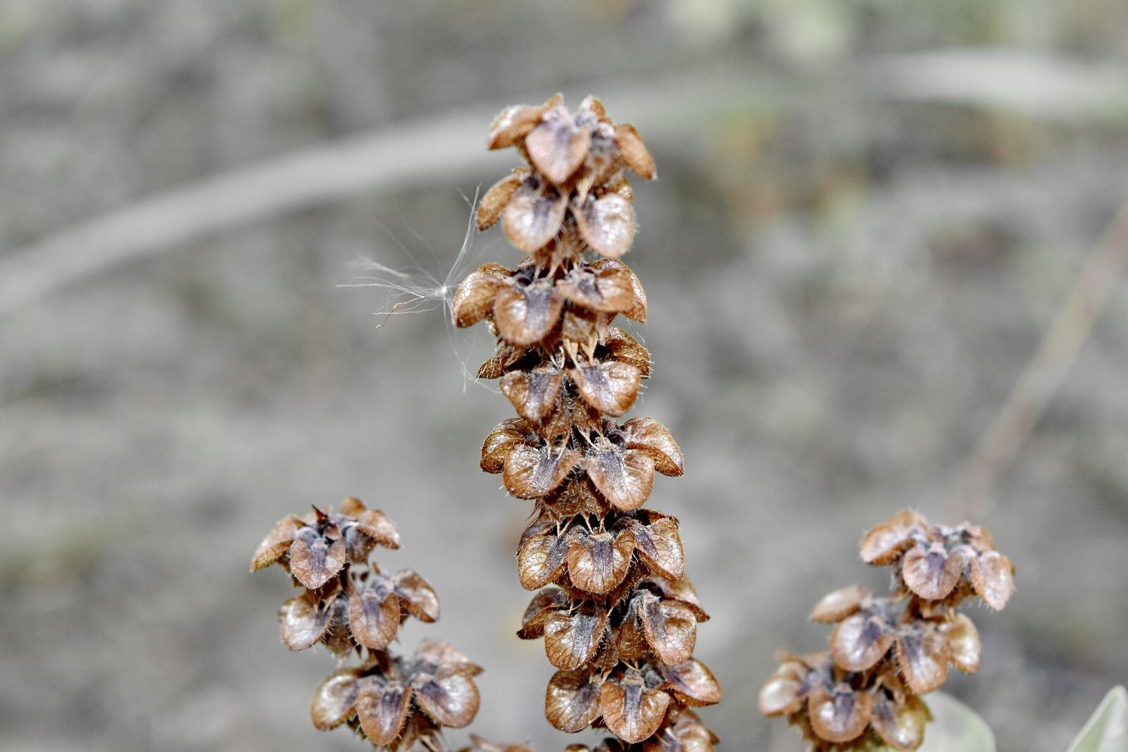 Nikon D5500 sample photo. Basil, dry, dry season photography