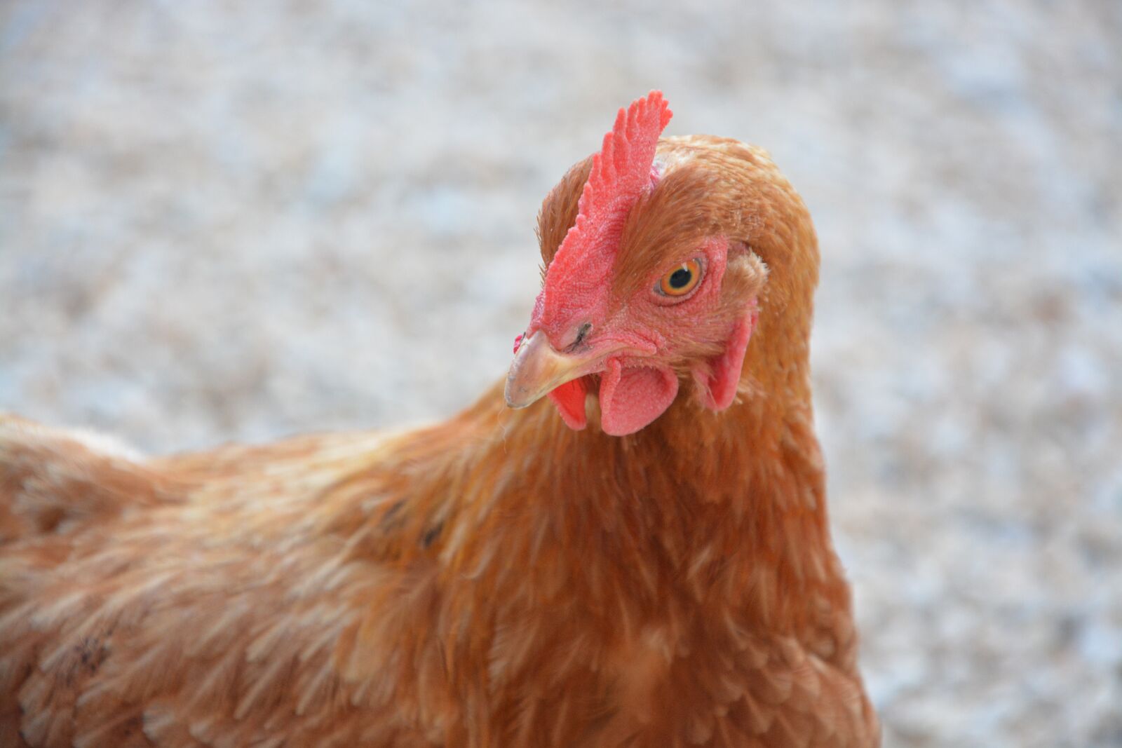 Nikon D5200 sample photo. Hen, red hen, eggs photography