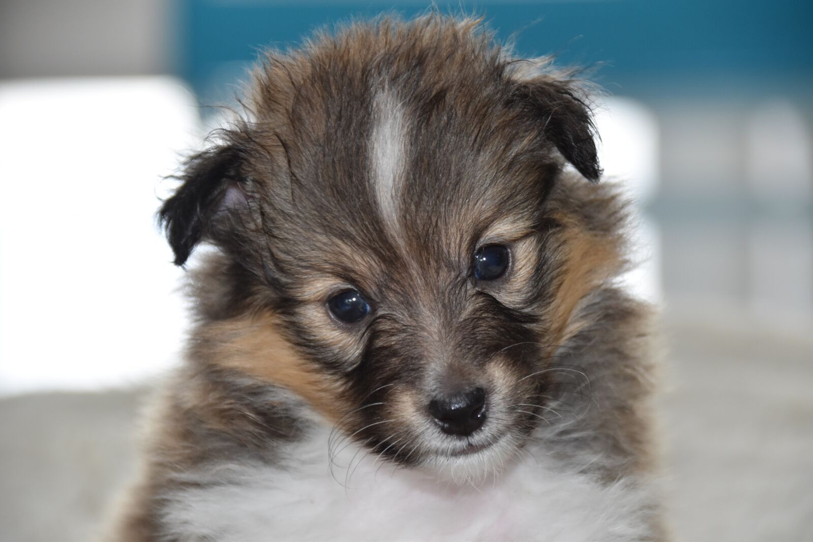 Nikon D5600 sample photo. Puppy, dog, pup photography