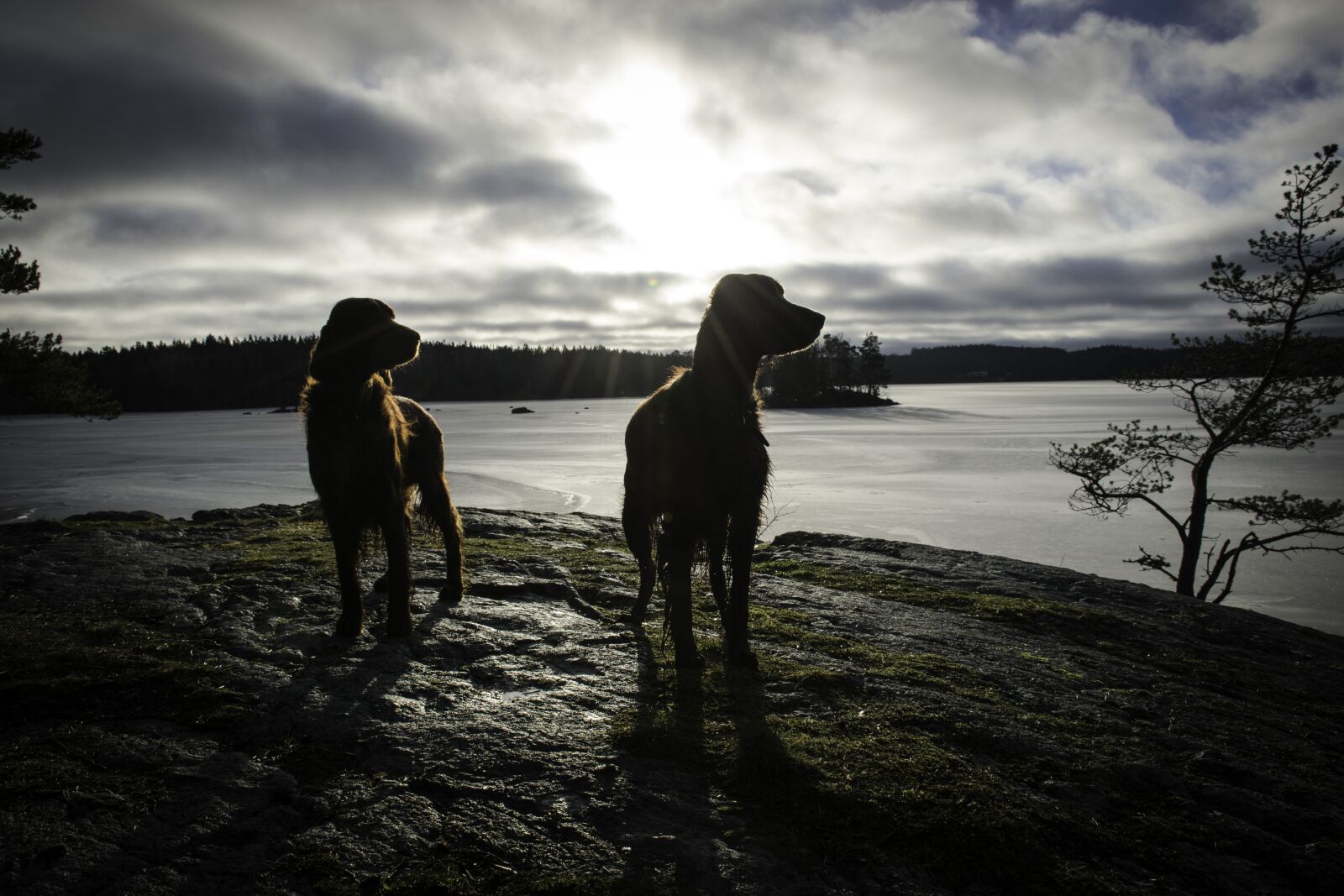 Nikon D5300 sample photo. Dogs, lake, water photography