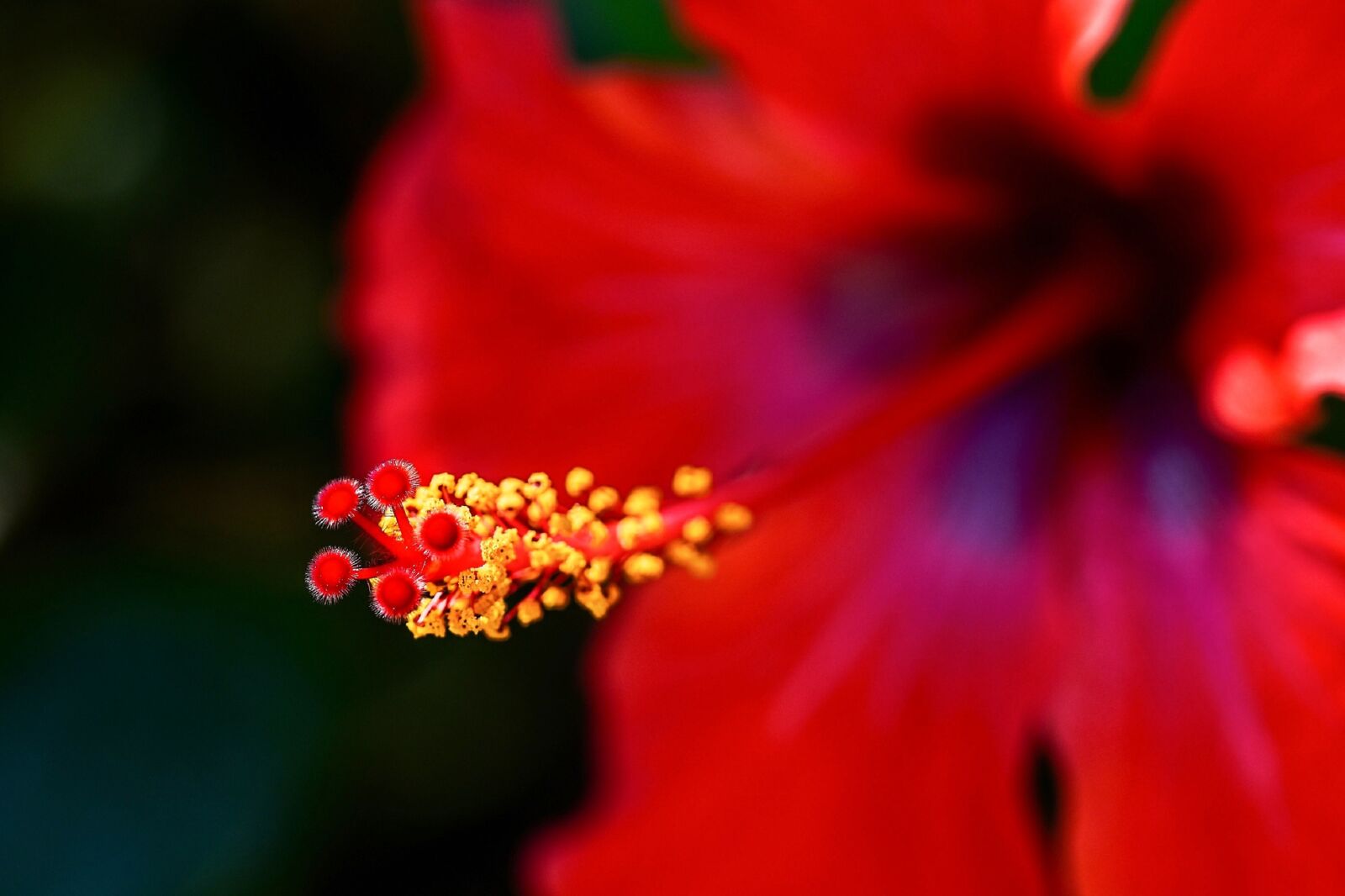 Nikon D5500 sample photo. Hibiscus, flower, macro photography