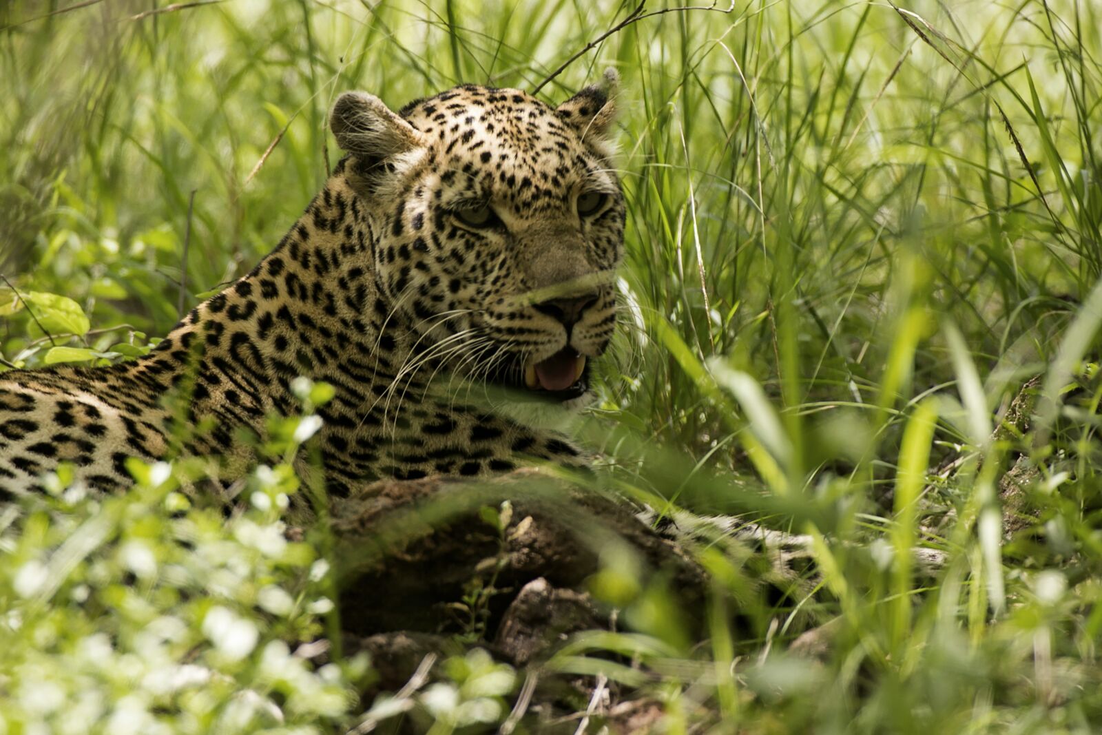 Canon EOS 6D + Canon EF 100-400mm F4.5-5.6L IS USM sample photo. Leopard, wildlife, predator photography