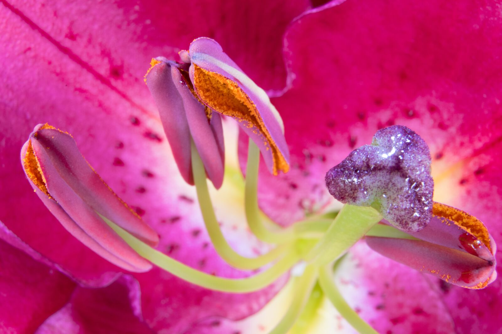Nikon D5300 sample photo. Lily, stamens, blossom photography