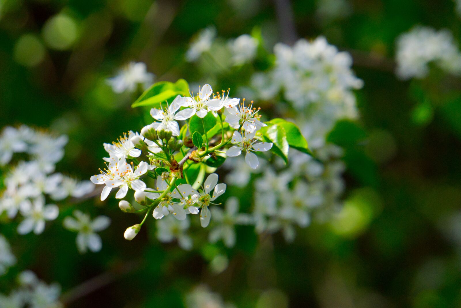 Sony E 55-210mm F4.5-6.3 OSS sample photo. Flowers, spring, roses photography