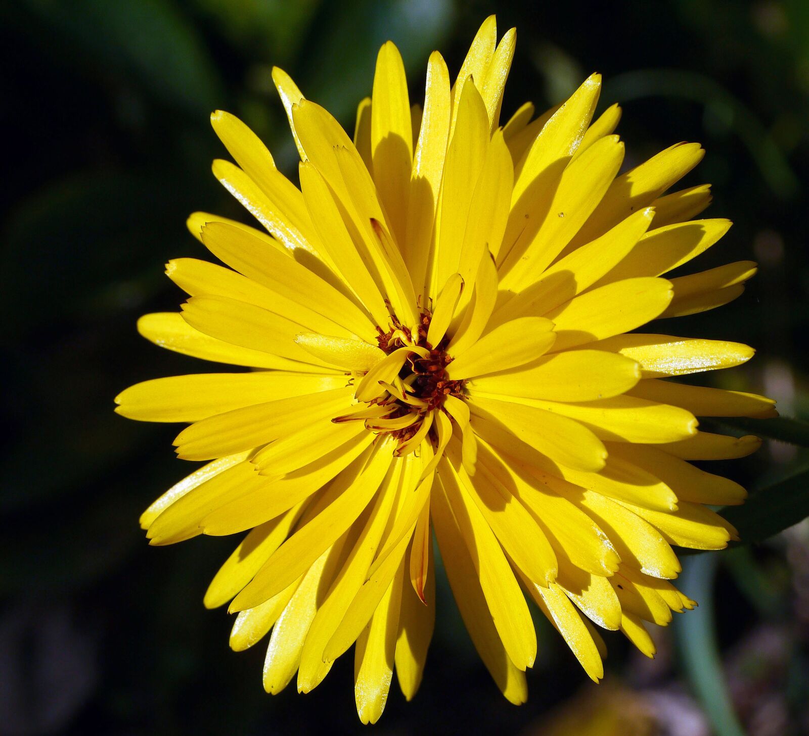 Panasonic Lumix DMC-G3 sample photo. Marigold, summer flower, petals photography