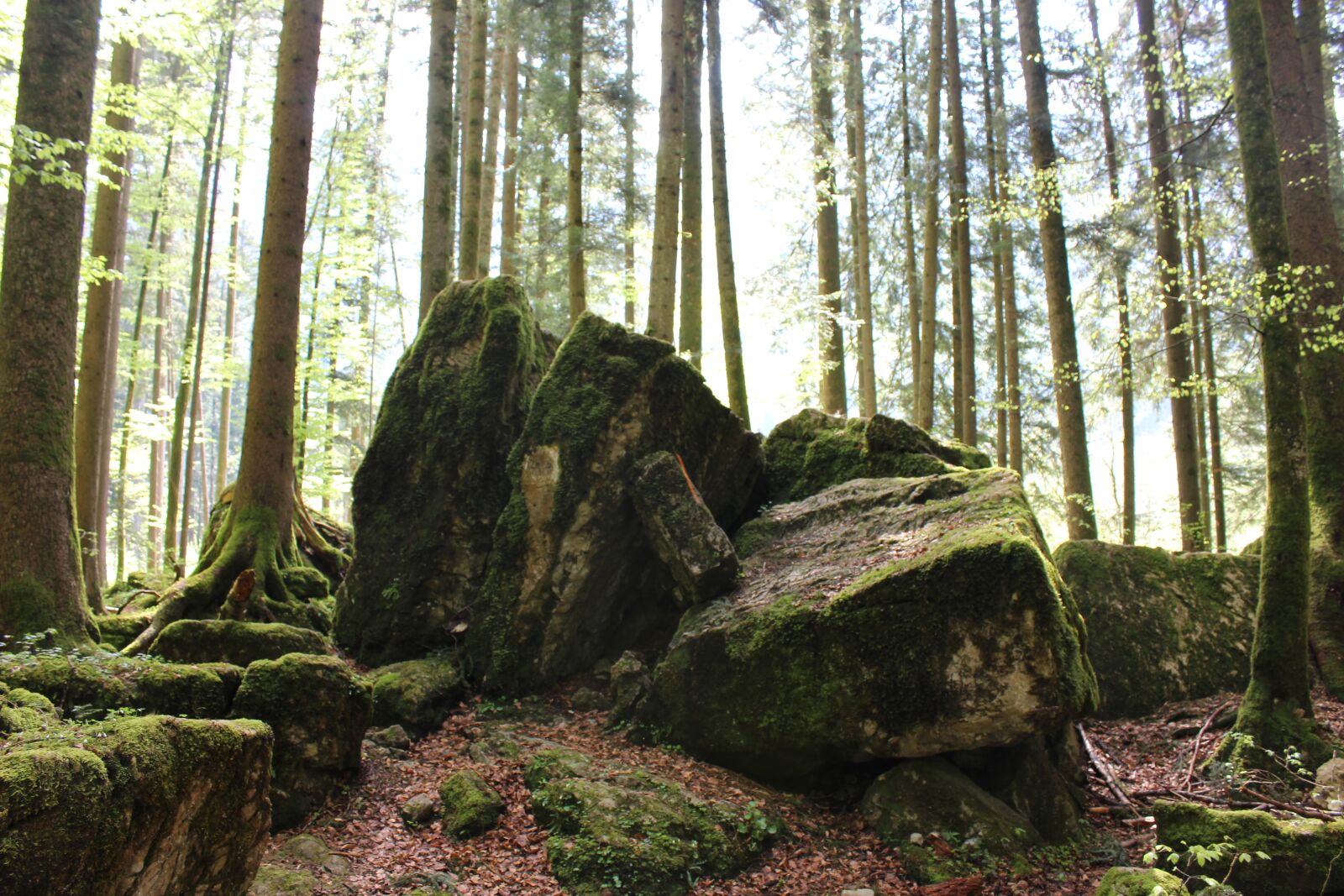 Canon EOS 1200D (EOS Rebel T5 / EOS Kiss X70 / EOS Hi) sample photo. Forest, green, nature photography