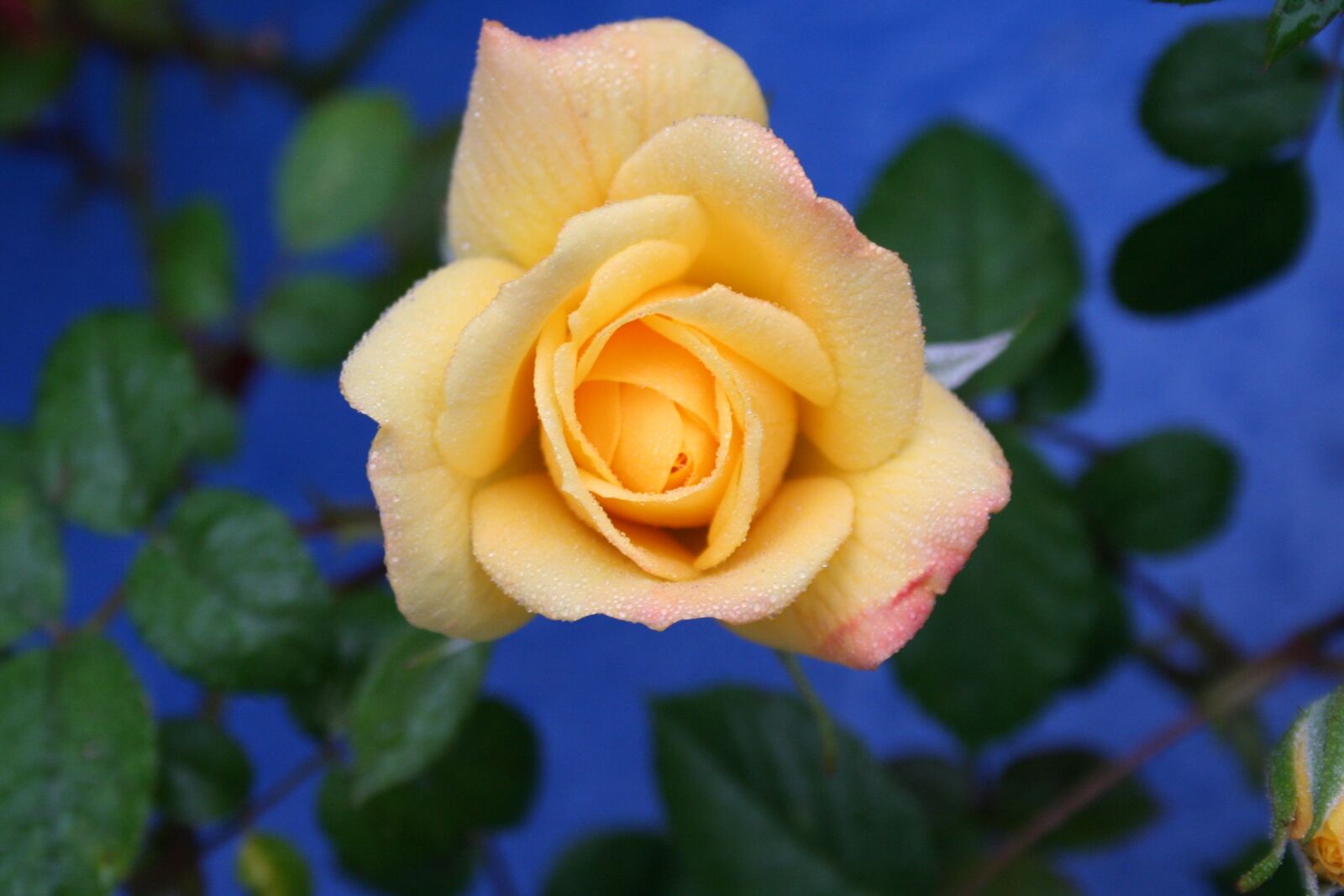 Canon EOS 350D (EOS Digital Rebel XT / EOS Kiss Digital N) sample photo. Flower, rose, yellow photography