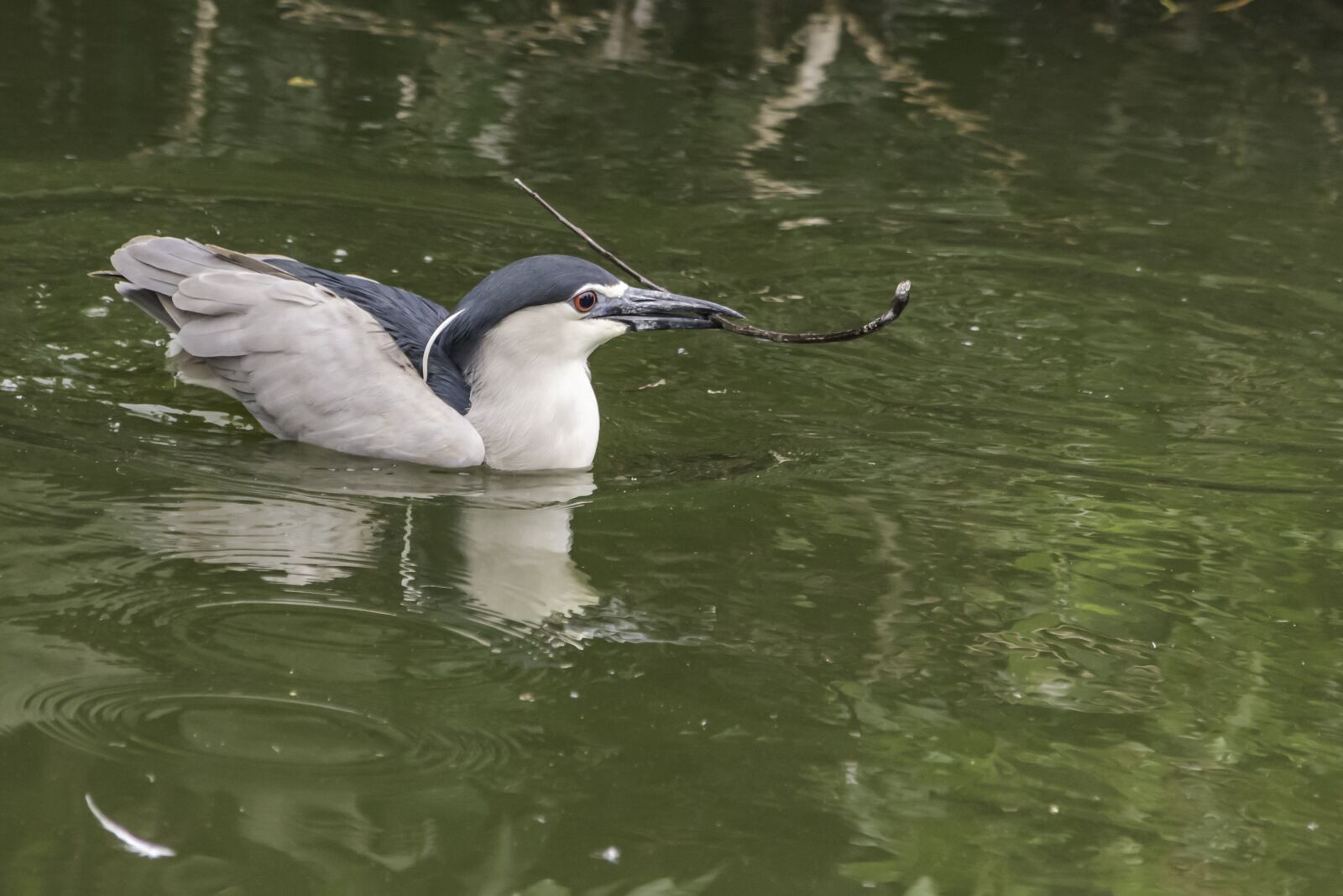 Nikon D5500 sample photo. Bird, water, nature photography
