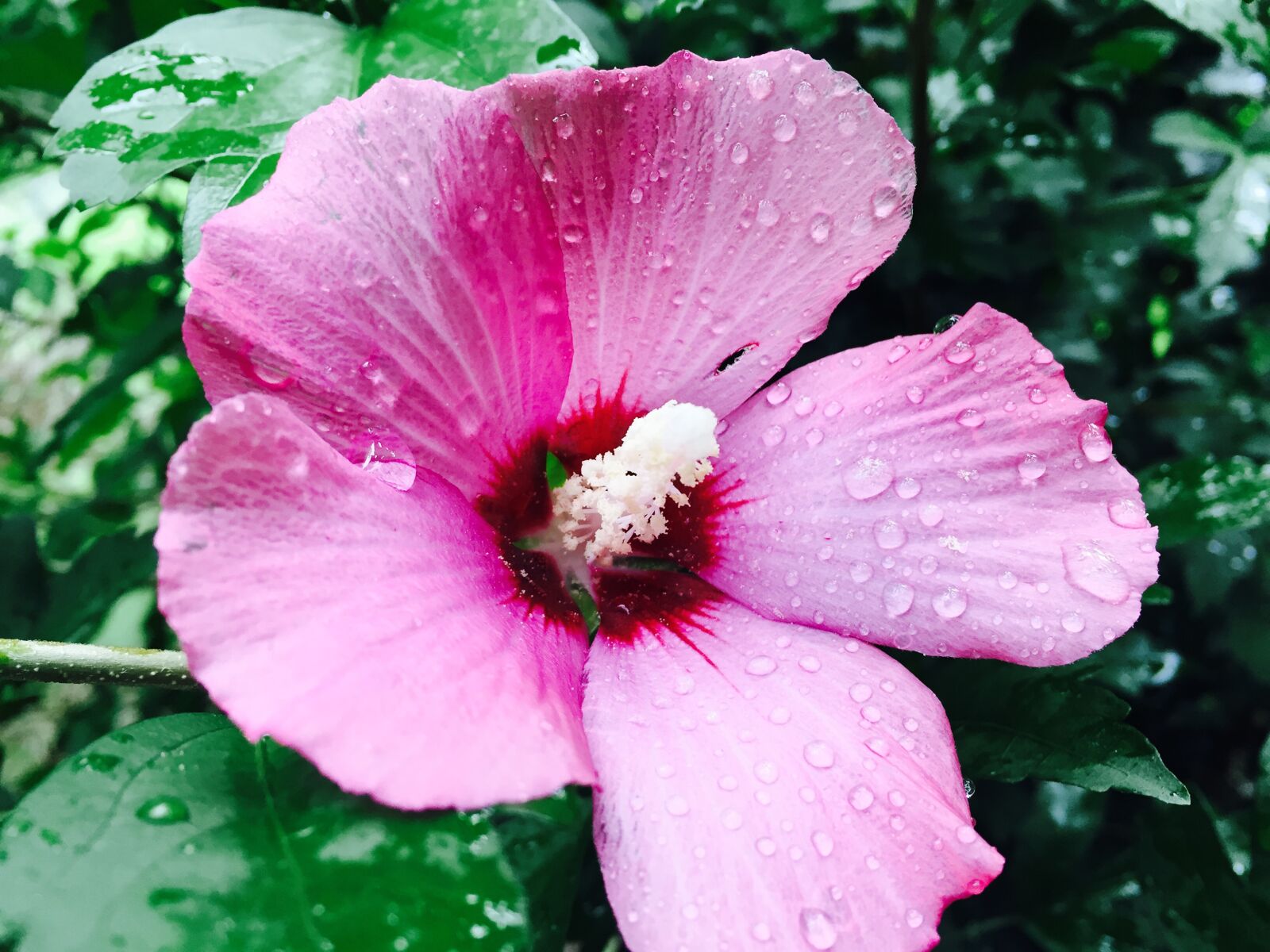 iPhone 6 back camera 4.15mm f/2.2 sample photo. Hibiscus, flower, hawaiian photography