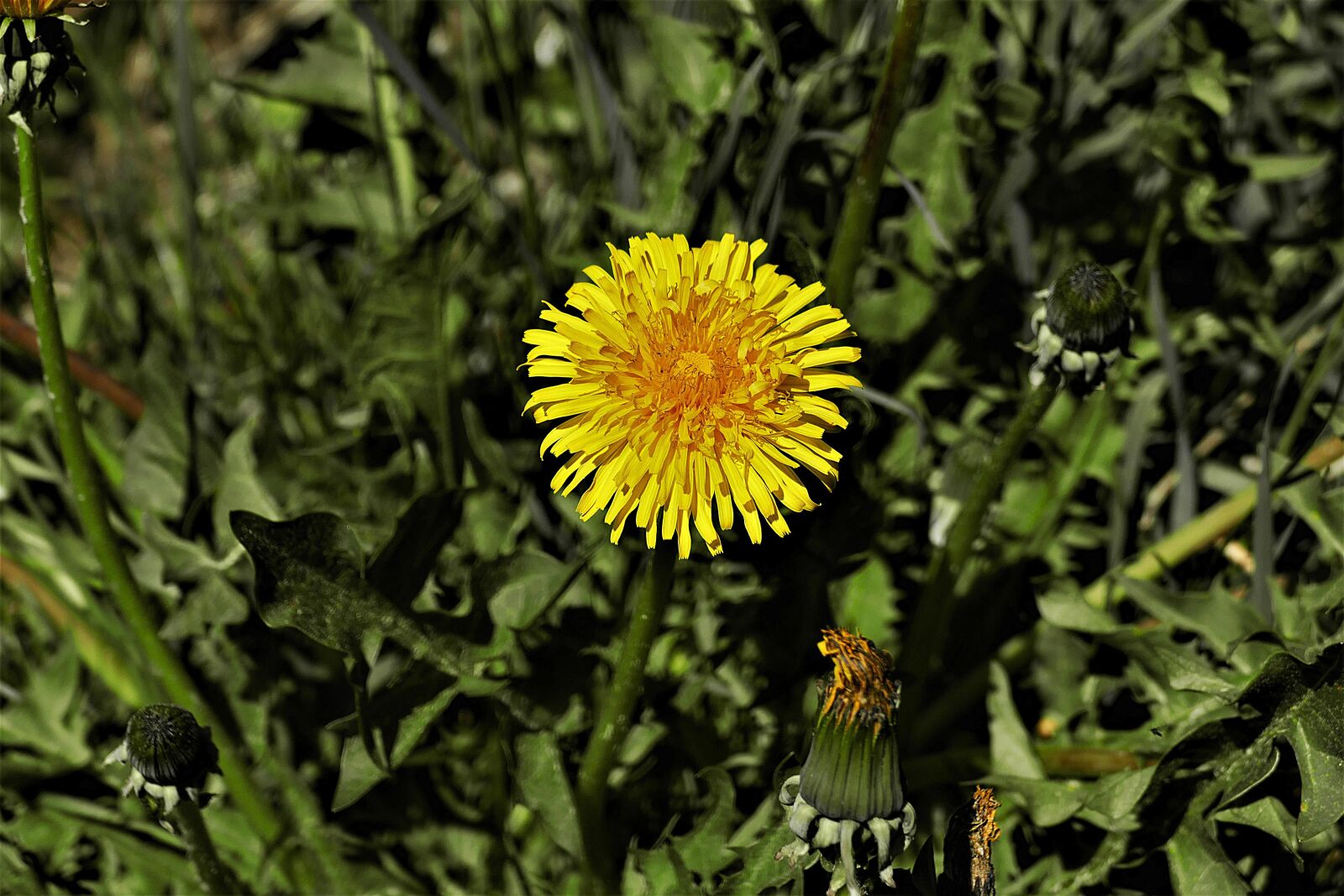 Panasonic Lumix DMC-FZ1000 sample photo. Blossom, bloom, dandelion photography