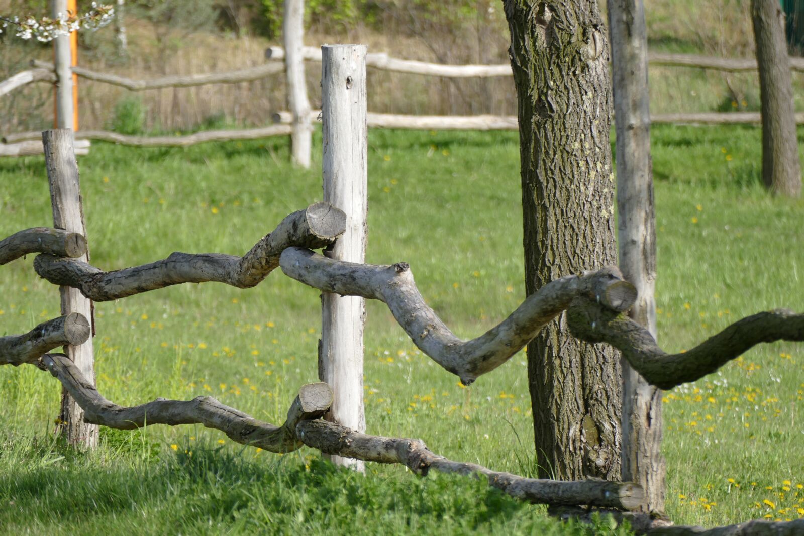 Panasonic Lumix DMC-FZ1000 sample photo. Fence, nature, tree photography