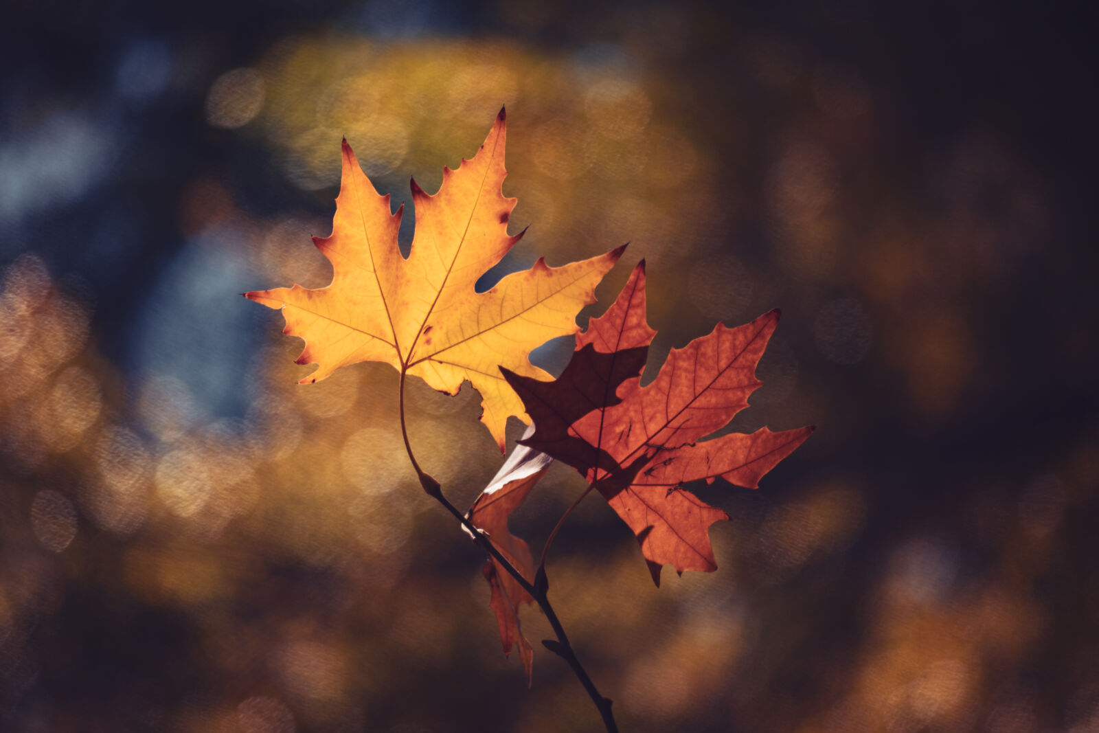 Canon EOS RP sample photo. Maple leaves - las photography