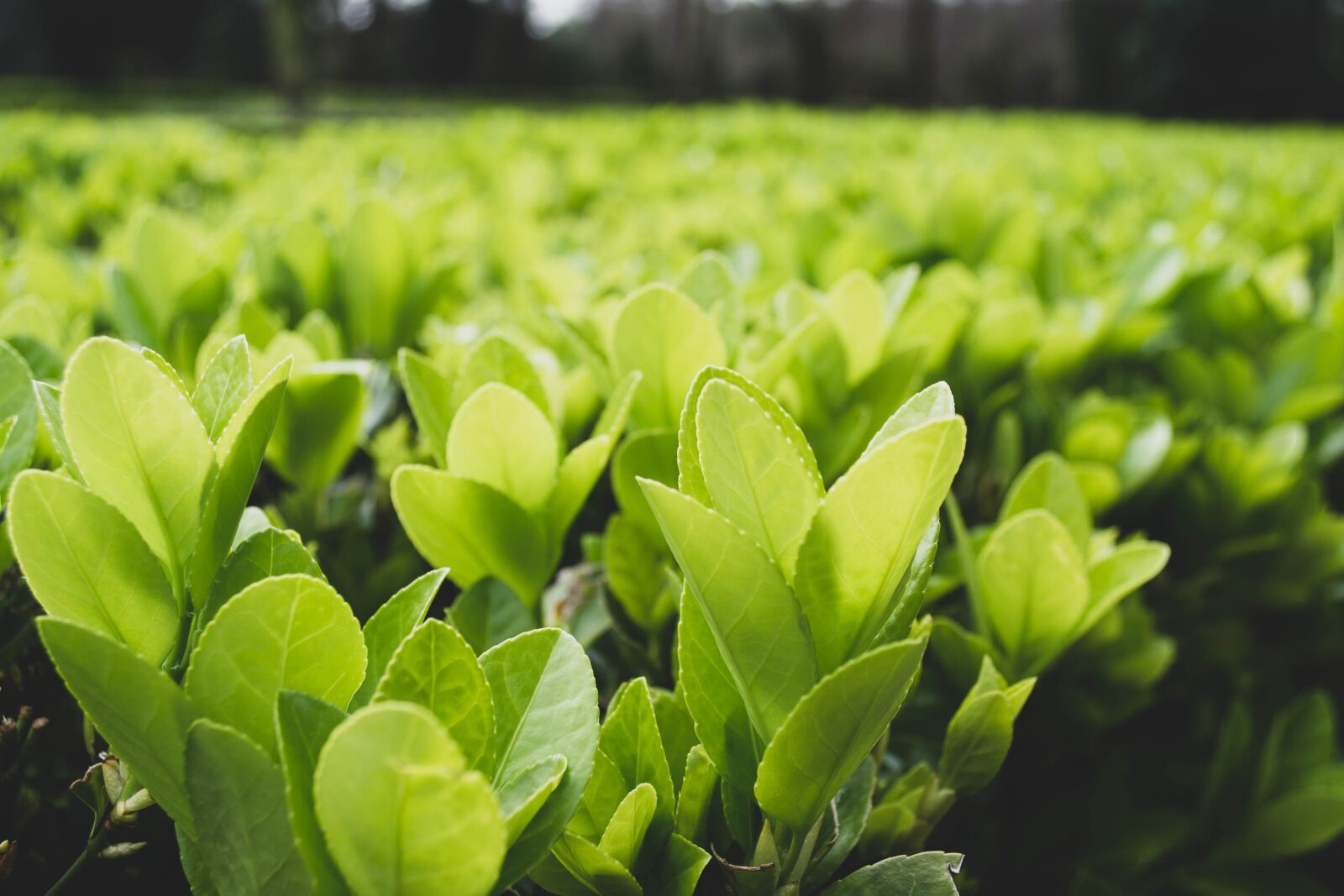 Nikon D3100 sample photo. Leaves, green, bush photography