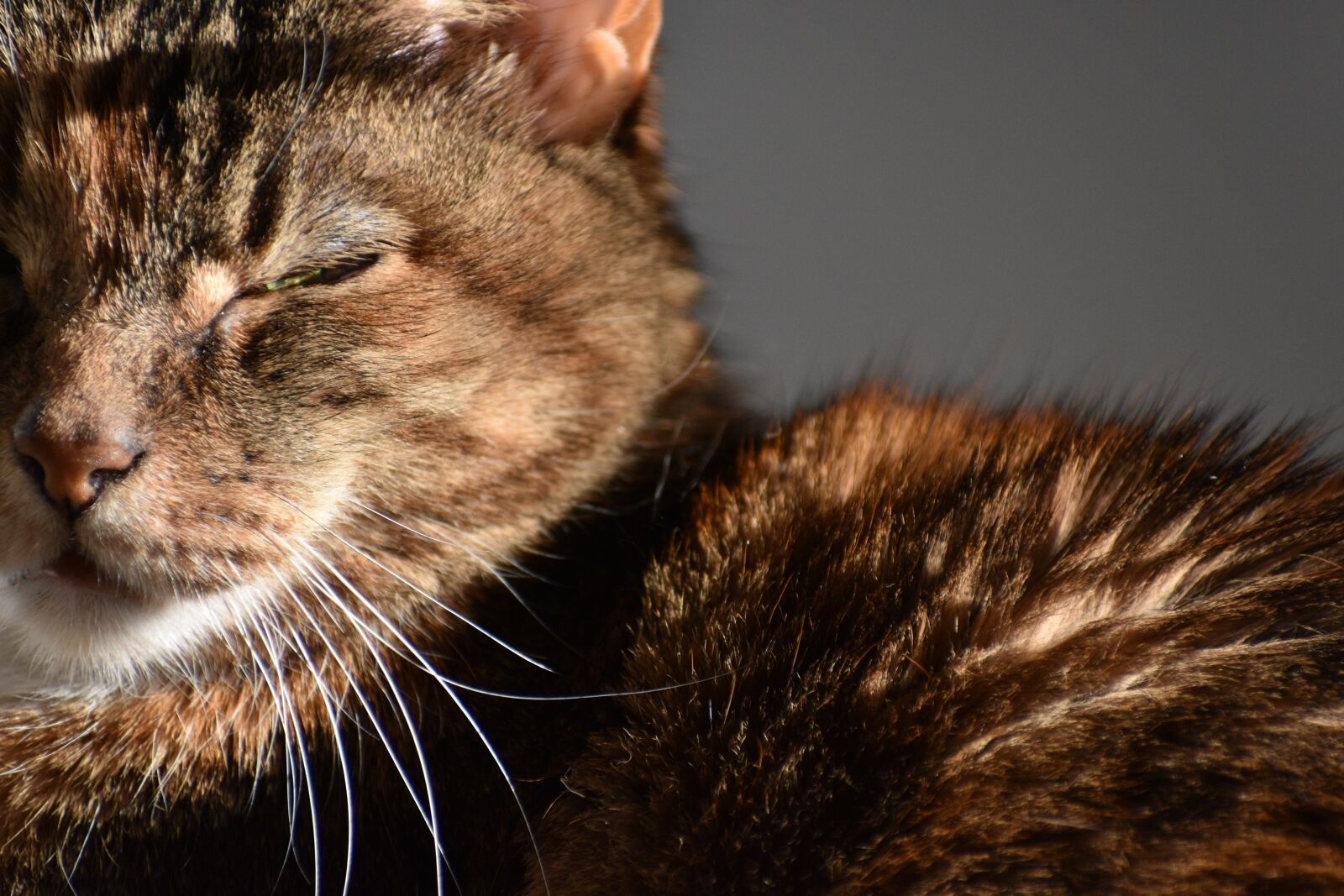 Nikon D3400 sample photo. Cat, sleeping, cat eye photography