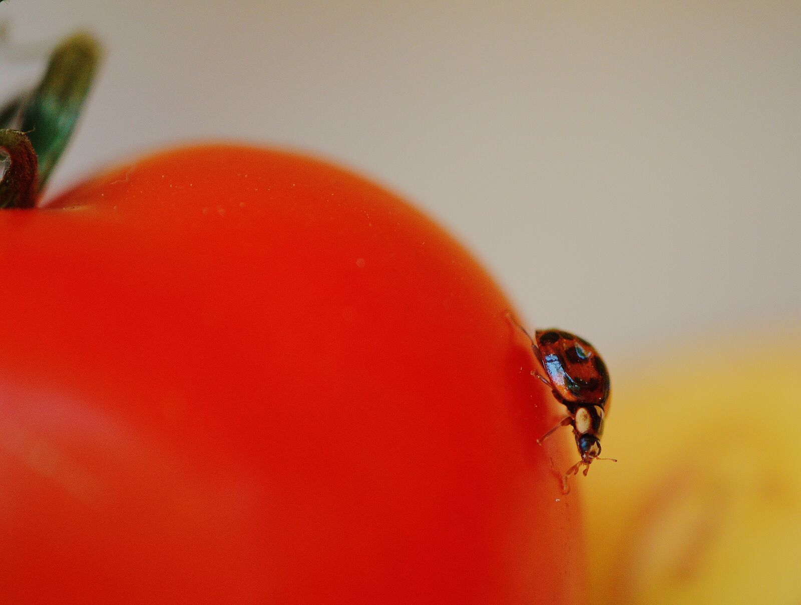 Nikon D3200 sample photo. Ladybug, tomato, close up photography