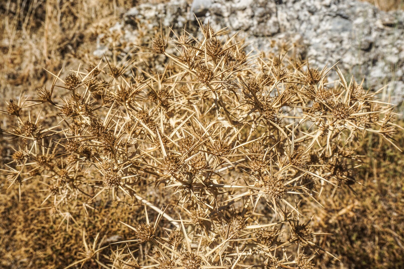 Sony a6000 sample photo. Thistle, plant, nature photography