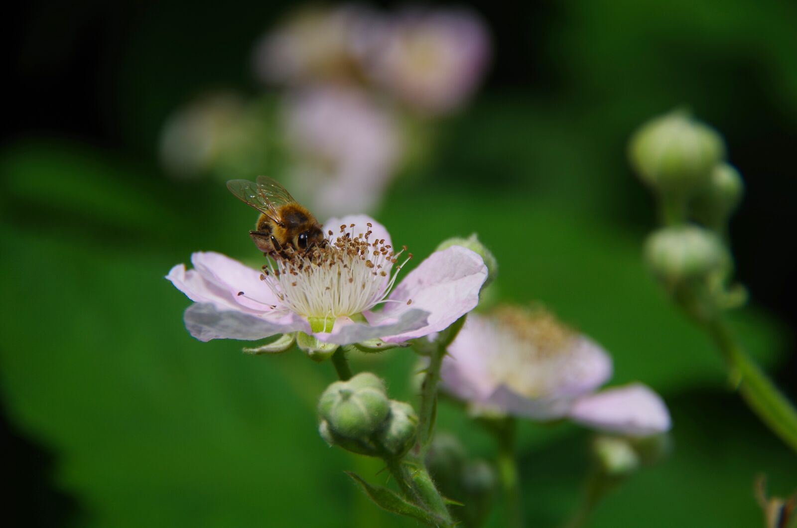 Pentax K-30 sample photo. Bee, flower, bramble photography