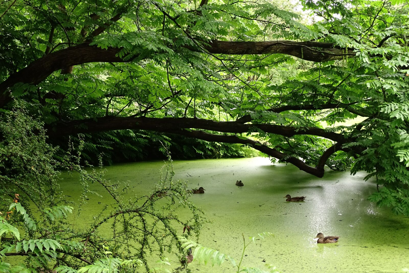 Sony Cyber-shot DSC-HX400V sample photo. Nature, pond, water photography