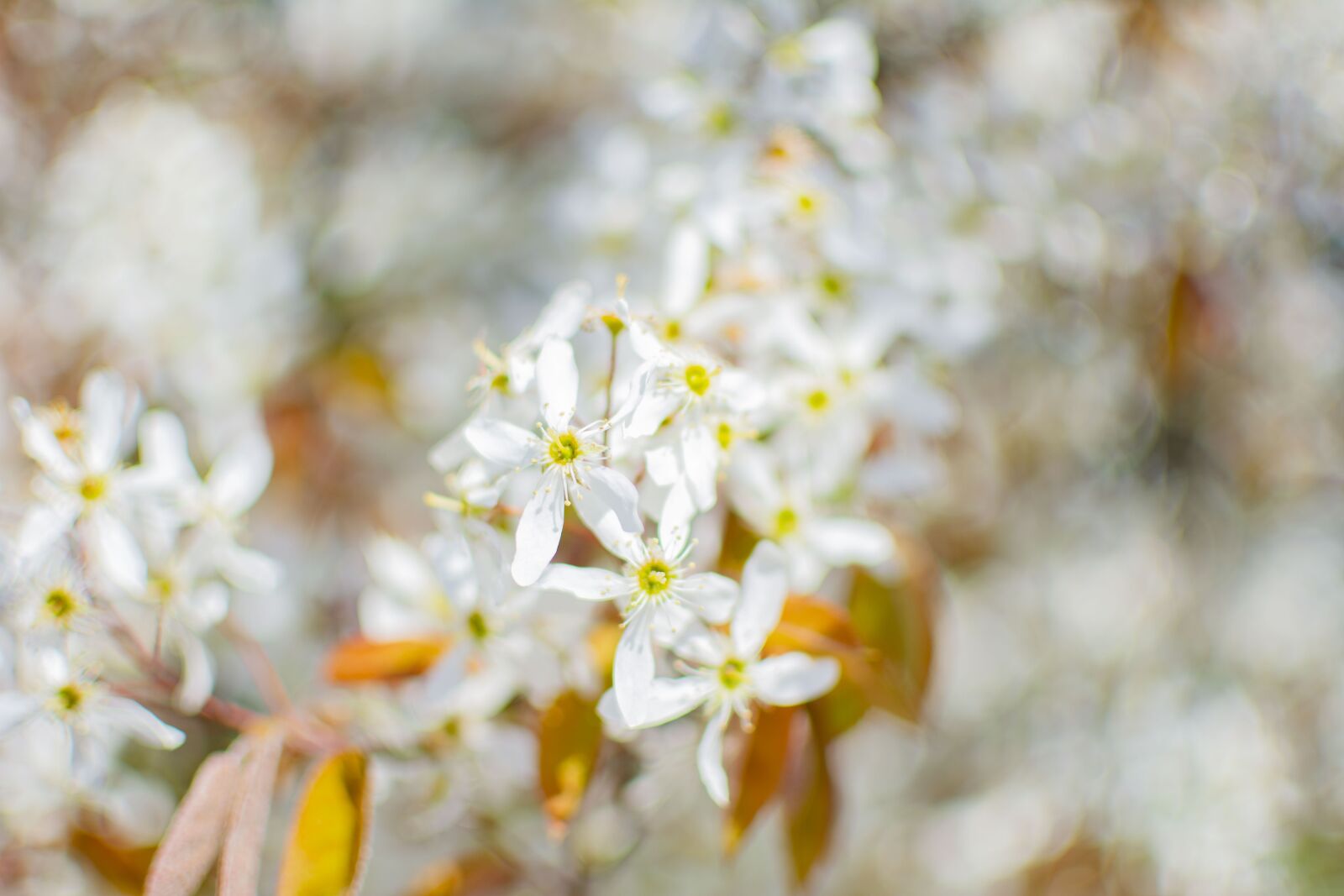 Nikon D5200 sample photo. Spring, sunny, flowers photography