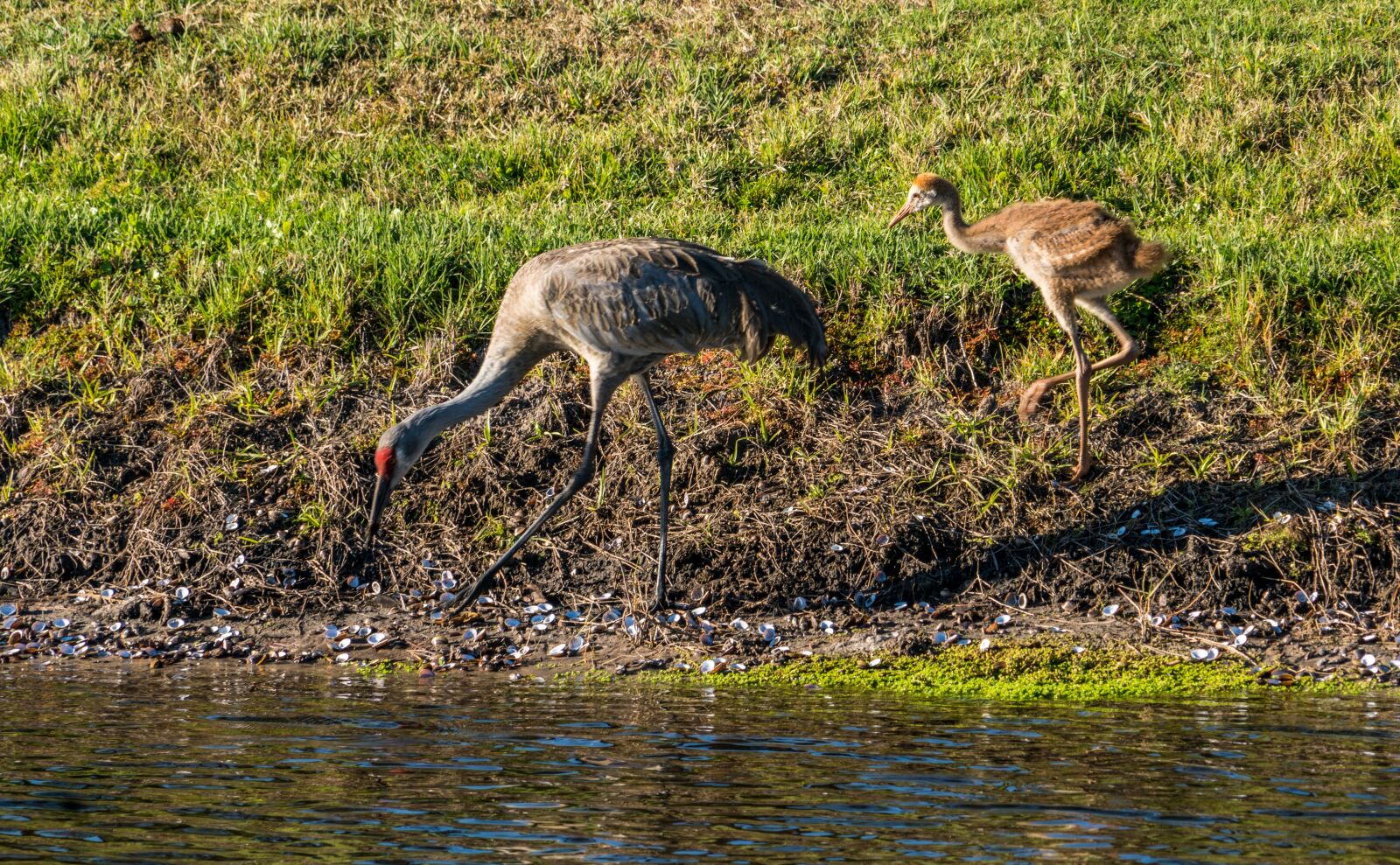 Sony a7R II sample photo. Sand hill cranes, mother photography