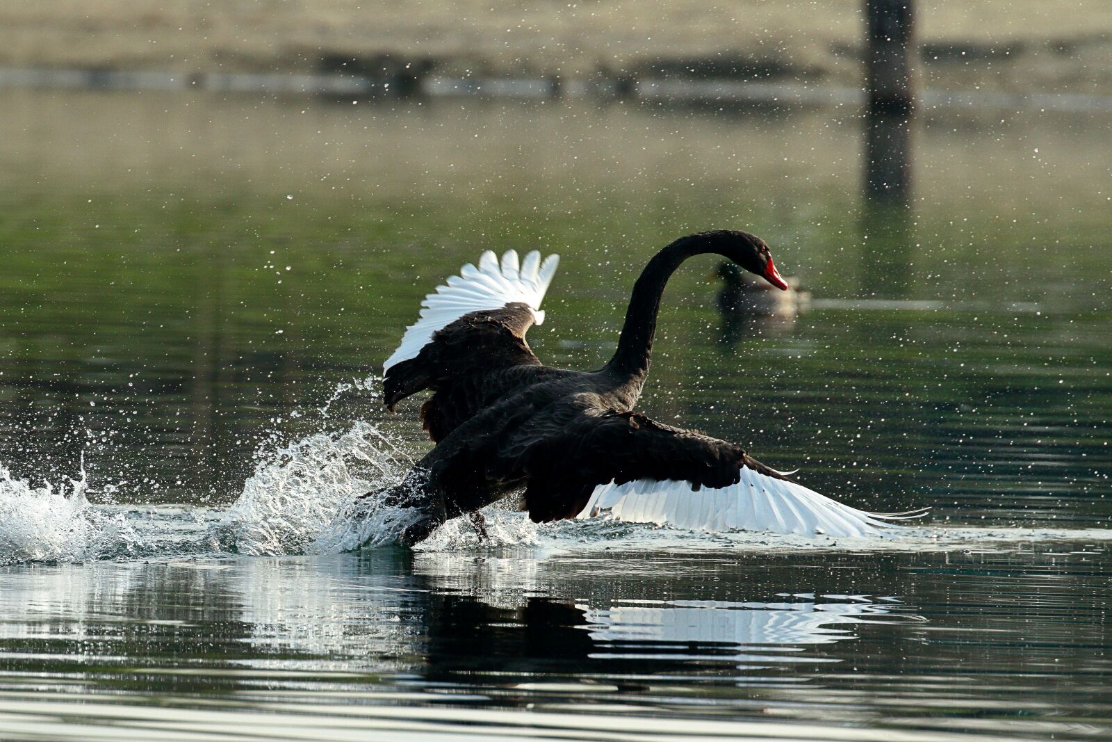 Canon EF 100-400mm F4.5-5.6L IS II USM sample photo. Swan, nero, waters photography