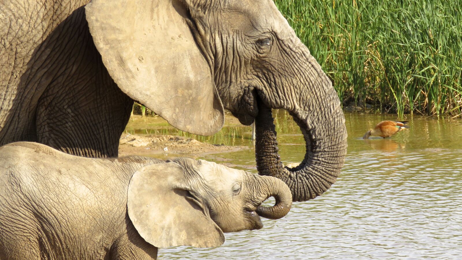 Canon PowerShot SX60 HS sample photo. Addo elephant park, elephant photography