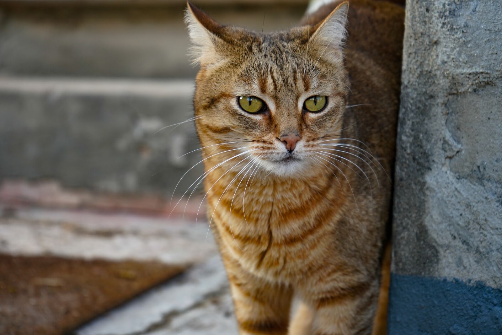 Sony a7 III + Sony FE 28-70mm F3.5-5.6 OSS sample photo. Cat european, cat celtic photography